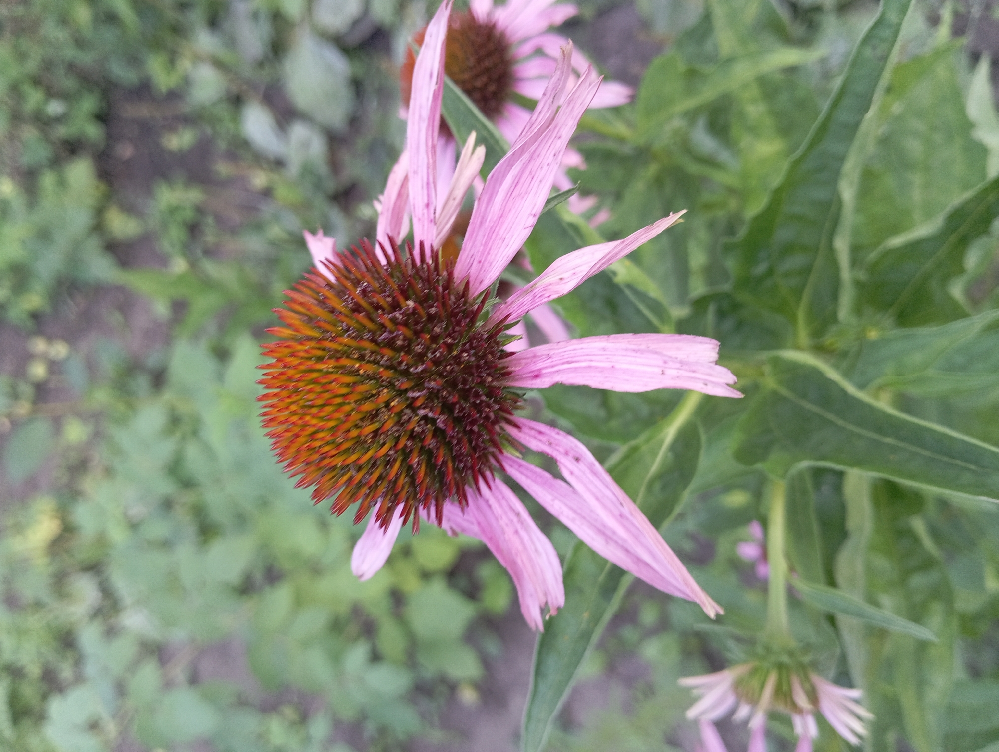 A close-up, slightly angled shot focuses on a pink coneflower in Keleberdivka, Ukraine. The flower's prominent, spiky, dark reddish-brown center is surrounded by delicate, pale pink petals that droop slightly. The petals are elongated and appear somewhat translucent, with visible veins. In the background, a second, less distinct coneflower of a similar color is visible. The surrounding environment consists of green foliage and soil, blurred to emphasize the flower in the foreground. The lighting suggests it is daytime, with soft, diffused light. No people or animals are present in the frame.