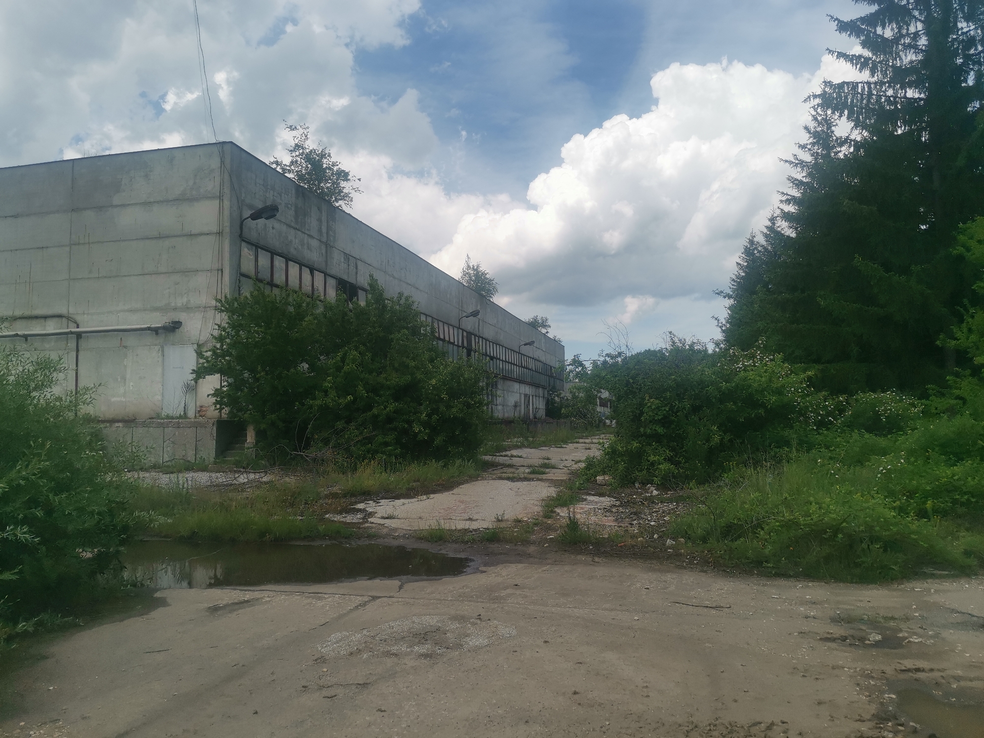 The image portrays an abandoned industrial site in Zhivkovo, Bulgaria, under a bright, partially cloudy sky. The main subject is a large, grey concrete building, likely a warehouse or factory, which stretches across the left and central parts of the frame. Its facade shows signs of disrepair and neglect, with some windows appearing broken or boarded up, and an external pipe running along its side. Several old streetlights are mounted on the upper portion of the building.
Dense, overgrown green vegetation, including bushes and small trees, flanks the building, with some greenery even sprouting from its roof, highlighting its disused state. In the foreground and extending towards the right, a dilapidated concrete and dirt path, riddled with cracks and potholes, is visible. Several puddles of standing water on the path indicate recent rainfall. To the far right, a cluster of tall, dark green evergreen trees forms a natural boundary.
The scene suggests daytime, likely late morning or early afternoon, given the lighting and cloud formation. There is no human activity present, emphasizing the stillness and forgotten nature of the location. No visible text is discernible anywhere in the image. The overall impression is one of decay and nature's slow reclamation of an industrial space.