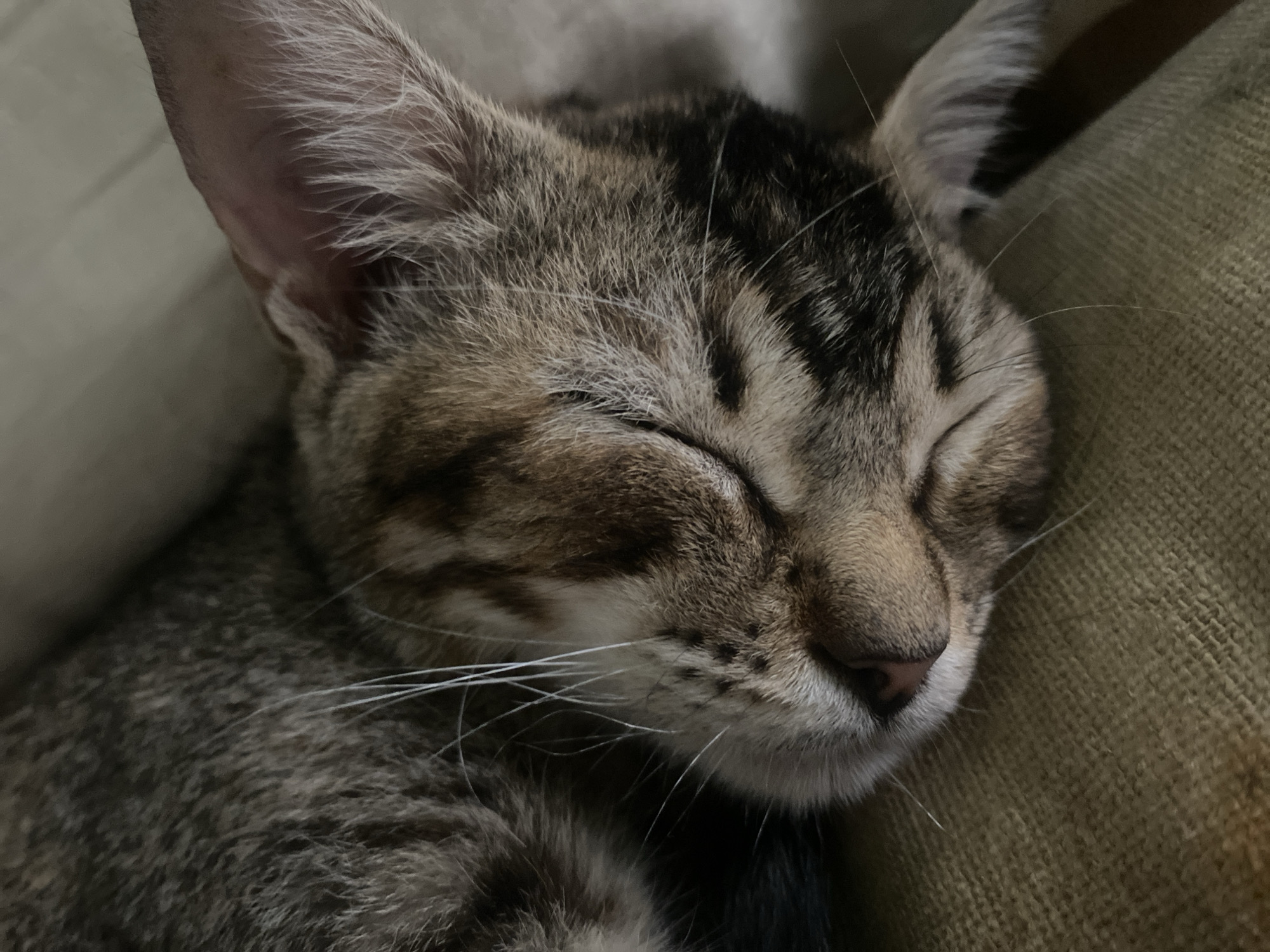 A close-up photograph depicts a sleeping tabby kitten. The kitten's eyes are closed, and its face is pressed against a beige fabric surface, likely a cushion or piece of furniture. The tabby pattern on its fur is visible, showing brown and black markings. The kitten has visible white whiskers. The location is Tinaquillo, Venezuela.