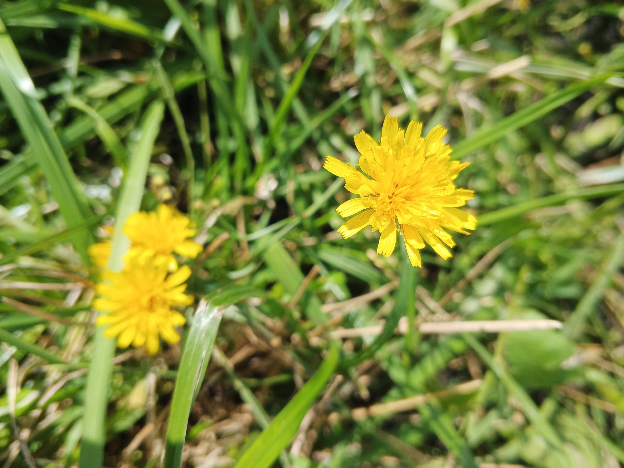 A close-up, high-angle shot shows three yellow dandelion flowers with their petals fully open, amidst a background of green grass and dry stalks. The largest flower is in the foreground on the right, sharply in focus. Two smaller flowers are visible in the middle ground to the left, slightly out of focus. The setting appears to be an outdoor natural environment, possibly a park or field. No people or structures are present.