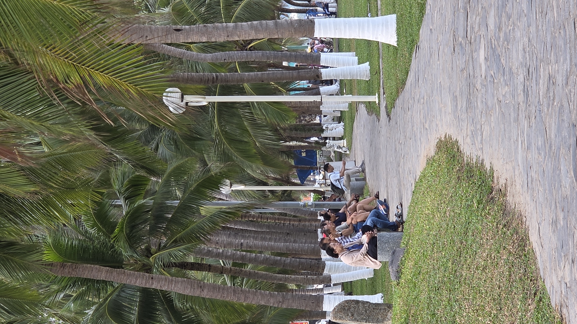 The image captures a vibrant outdoor scene, likely a promenade or park pathway, lined with numerous tall palm trees. The viewpoint is slightly elevated, looking down the length of the path.
**Subjects:**
The foreground and midground feature a paved walkway or path made of gray, irregularly shaped stone tiles. To the left of the path, a dense line of palm trees extends into the distance, their fronds creating a lush green canopy. Many of the lower trunks of these palm trees are wrapped in white material. Interspersed among the palm trees are tall streetlights with distinctive, broad, white fan-like shades. To the right of the pathway, a strip of green grass follows its curve. Several people are visible along the path. In the midground, a man in a light-colored shirt and pants is seated on a low stone wall next to the path, looking down. Further down the path, other groups of people are seated on similar low walls or benches, appearing to relax or converse.
**Activity or event taking place:**
The primary activity depicted is casual leisure and relaxation. People are sitting, observing their surroundings, and enjoying the outdoor environment. There is no specific event or organized activity occurring.
**Notable details:**
The scene is set during the daytime, under what appears to be clear or mildly overcast skies, indicated by the even lighting and soft shadows. The abundance of palm trees strongly suggests a tropical or subtropical climate. The white wraps on the palm tree trunks are a distinctive feature, possibly for aesthetic purposes, protection, or pest control. The overall atmosphere seems peaceful and unhurried. The location context of Nha Trang Ward, Vietnam, aligns with a coastal promenade.
**Visible text:**
Partially visible on a blue sign or structure in the background, among the palm trees, is the text "WC-T," which likely indicates a public restroom or toilet facility.