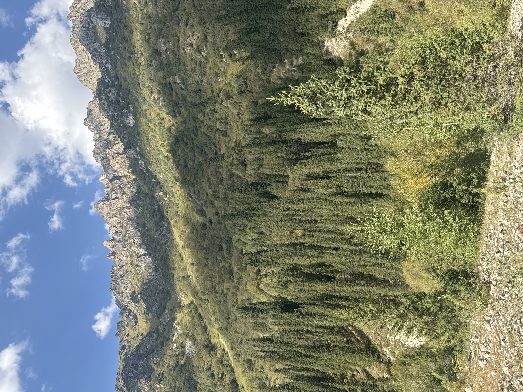 This is a vertical, medium-shot, outdoor, full-color photograph of a mountain slope covered in trees. The sky above is blue with white, fluffy clouds. The mountain peaks are jagged and rocky, with patches of green vegetation and shadows from the clouds. The lower slopes are densely covered with a thick forest of evergreen trees, primarily pine and spruce, with some deciduous trees interspersed. The ground in the foreground is covered with rocks and dry grass. The scene is likely in a mountainous region of Kyrgyzstan, given the mention of the country, but no specific city or location is identified in the image itself. There are no people or animals visible in the photograph. The lighting suggests it is daytime, with the sun casting shadows across the mountainside.