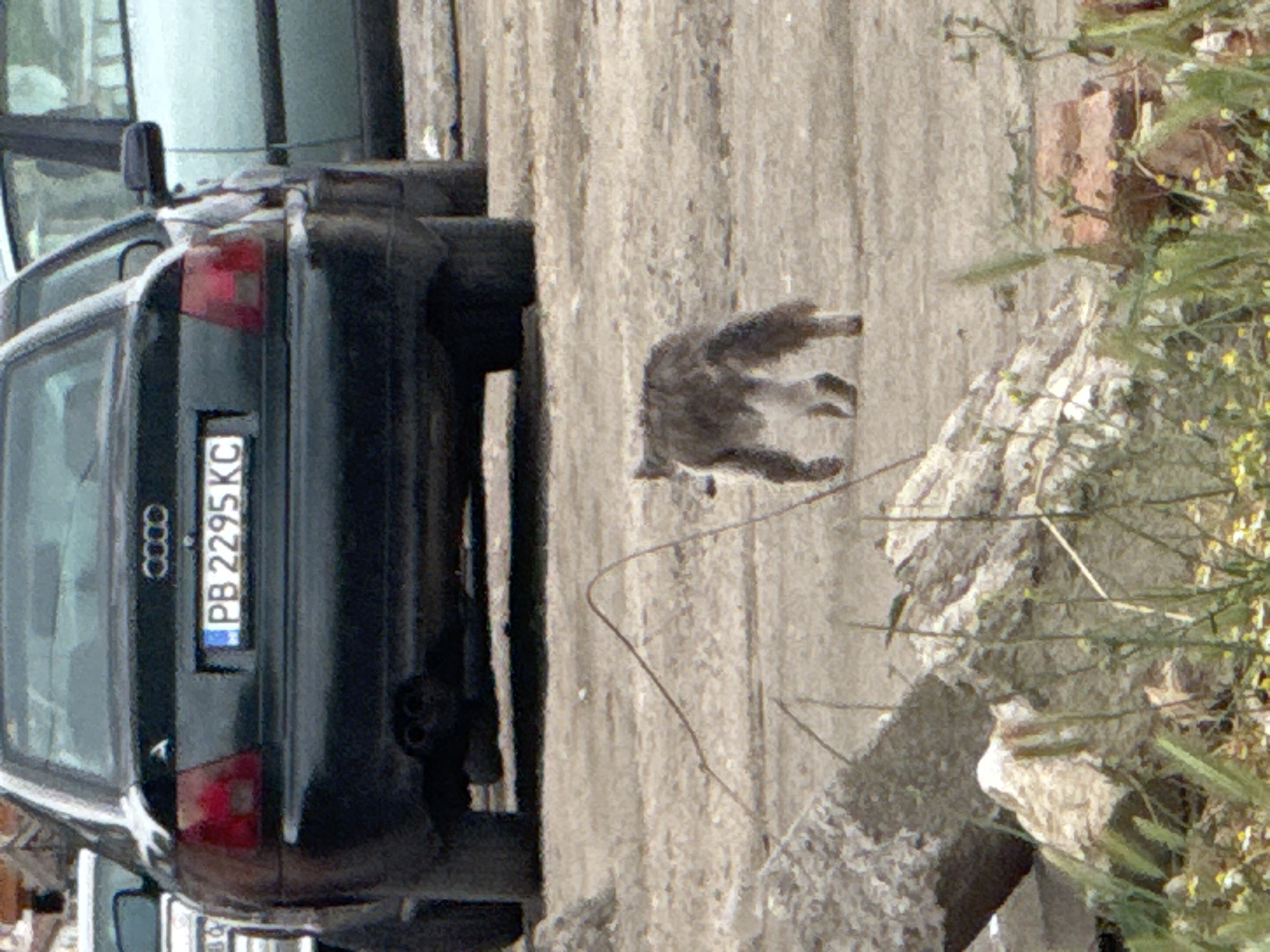 A dark-colored Audi car is prominently parked on an unpaved, light-colored surface, captured from its rear-left side. The car's license plate, "PB 2295 KC," is clearly legible, featuring the Audi four-ring logo above it.
To the right of the Audi's rear bumper, a small, grey, furry animal, resembling a cat or small dog, is seen in motion, appearing to run or walk across the uneven ground. The ground itself is rough, composed of dirt or gravel, with visible stones and broken concrete pieces. Further to the right, green vegetation with small yellow flowers thrives, suggesting an outdoor, possibly rural or undeveloped setting.
A lighter-colored vehicle is partially visible behind the Audi. The scene is brightly lit by daylight, indicating a clear, sunny day. The "PB" designation on the license plate points to Plovdiv province, which aligns with the provided location context of Kalekovets, Bulgaria.