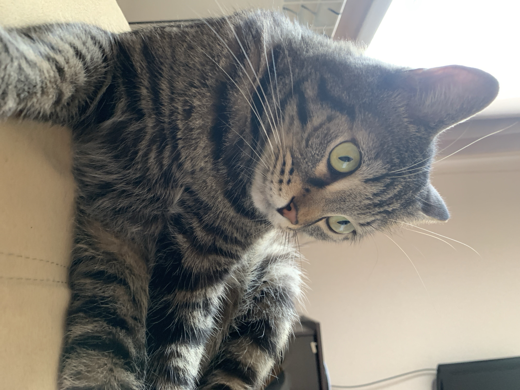 A close-up shot focuses on a tabby cat with green eyes, lying down and looking to the right. The cat's fur is a mix of gray and black stripes. The background is softly blurred, showing a beige wall and a hint of a window on the left. There are no people or identifiable landmarks of Stavropol, Russia present in the image.