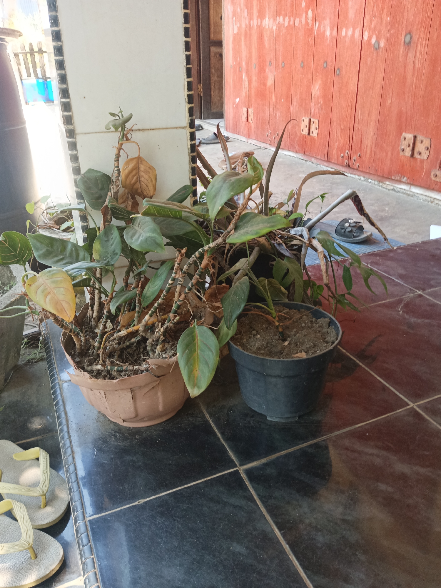 The image depicts an outdoor scene on a tiled patio in Pitue, Indonesia. Two potted plants are the main subjects. The larger plant, in a brown terracotta pot, appears somewhat dry and has some yellowed leaves. It is positioned in the foreground to the left. To its right is a smaller plant in a black plastic pot, also appearing in need of water. In the background, a rustic wooden door, painted red, is visible. To the far left, part of a black barrel and a white tiled wall with dark trim are present. A pair of light-colored flip-flops rests on the tiled floor to the left of the pots. A single dark sandal is also visible on a blue mat near the wooden door. The overall impression is one of a residential outdoor space.