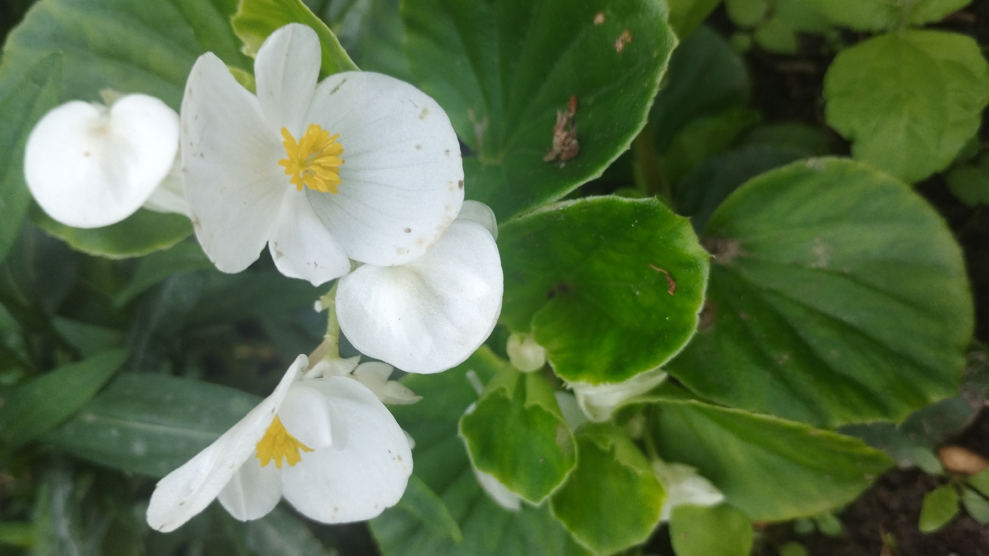 A close-up, overhead shot captures a cluster of white begonia flowers and their green leaves, set against a blurred background of darker green foliage. The flowers, primarily white with yellow centers, are in various stages of bloom. Some petals show subtle brown spots, suggesting age or minor imperfections. The leaves are a vibrant green, some with a slight sheen, and a few exhibit a textured, almost velvety appearance along their edges. The scene is captured in natural lighting, likely outdoors. The image does not contain any people or evidence of human activity. The setting is a garden or a naturalistic planting area. The exact location within the city of Синяк, Ukraine, cannot be determined from the visual information alone.