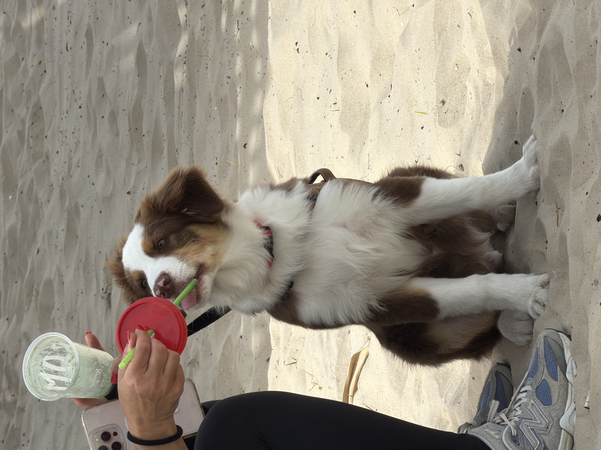A dog lies on the sand on the beach in Tel-Aviv, Occupied Palestine. The dog is brown and white with a brown harness. The dog is next to a person holding a clear cup and a red lid with a green straw. The person is also holding a cell phone. The person is wearing black leggings and blue and gray running shoes.