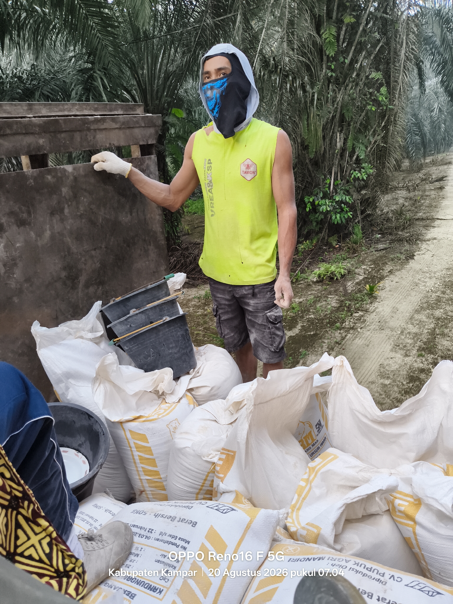 The image depicts a man wearing a bright yellow sleeveless shirt, dark cargo shorts, white gloves, and a black and blue face mask with a skull design. He is standing next to a pile of white sacks, some of which appear to contain fertilizer or other agricultural products. Three black buckets are stacked on top of the sacks. In the background, there is a dirt road lined with palm trees. The text on the sacks is partially visible, indicating they contain "Berat Bersih: 50KG" (Net Weight: 50KG) and "UPUPUK AGRI MANDIRI". Text on another sack reads "OPPO Reno16 F 5G" and "Kabupaten Kampar | 20 Agustus 2026 pukul 07.04". This suggests the location is in Kabupaten Kampar, Indonesia, and the image was taken on August 20, 2026, at 7:04 AM. The man appears to be engaged in some form of agricultural work, possibly loading or unloading materials. The overall scene is an outdoor, rural environment consistent with agricultural activity.