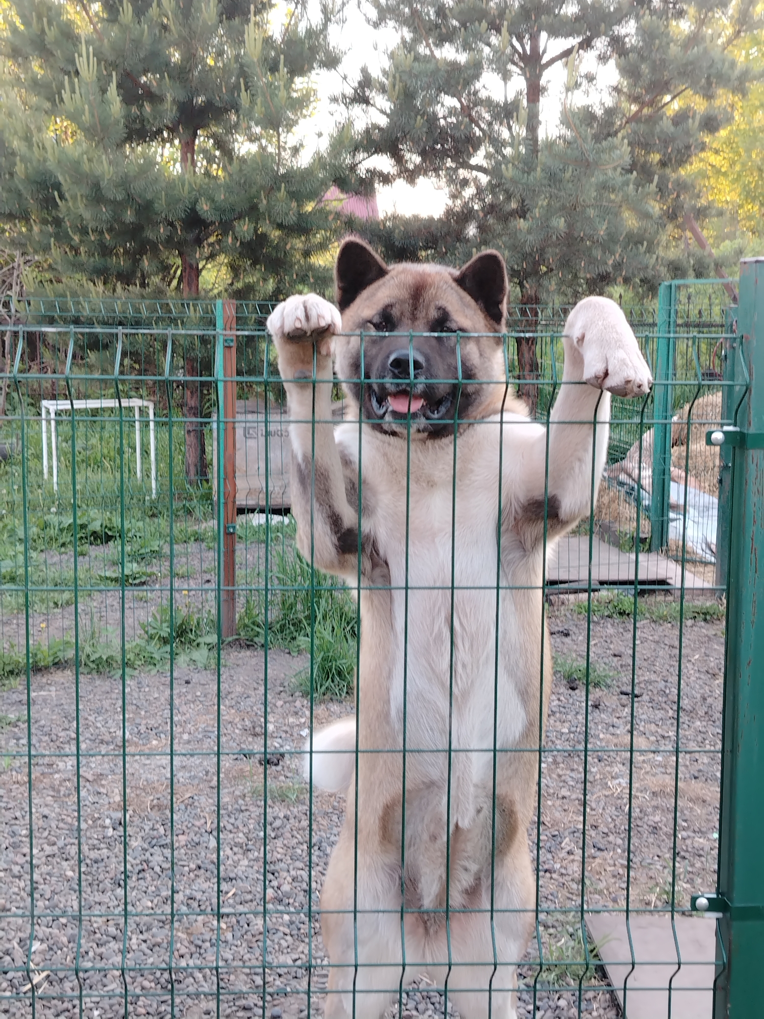 A large, fluffy dog, possibly an American Akita, stands on its hind legs, with its front paws resting on a green wire fence. The dog has a thick coat of light tan and brown fur, distinctive dark ears, and a dark muzzle. Its mouth is slightly open, revealing its tongue, suggesting excitement or eagerness.
The scene is set outdoors, likely in a yard or enclosure. The green wire fence dominates the foreground, with the dog positioned centrally behind it. In the background, numerous tall pine trees with green needles are visible under what appears to be a bright sky, suggesting daytime, possibly late afternoon due to the soft light. The ground within the enclosure is a mixture of gravel, dirt, and patches of green grass. To the left of the dog, behind the fence, there are glimpses of more vegetation and a white rectangular frame-like object. To the right, also behind the fence, there's a metallic or grey structure with partially visible, indistinct text that vaguely resembles "LUGO". The fence itself is a sturdy wire mesh with a thick green frame on the right side. The overall impression is that of a playful or curious dog interacting with its environment. The location context is Рассвет, Russia.