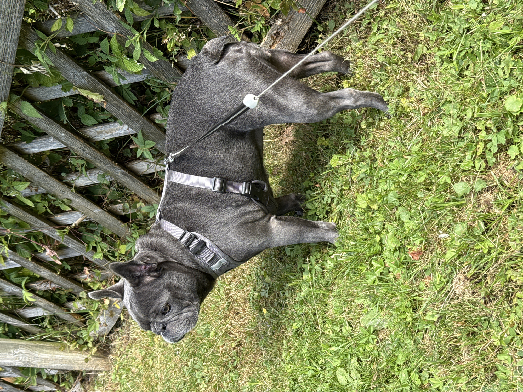 A blue brindle French Bulldog stands on a patch of grass, facing left, with its head turned to look in the same direction. The dog is wearing a gray harness. A white leash extends from the harness and trails off to the right of the frame. Behind the dog is a wooden lattice fence, partially overgrown with green foliage. The scene appears to be outdoors, likely in a residential area of Bad Sachsa, Germany. The lighting suggests it is daytime, with shadows cast on the grass.