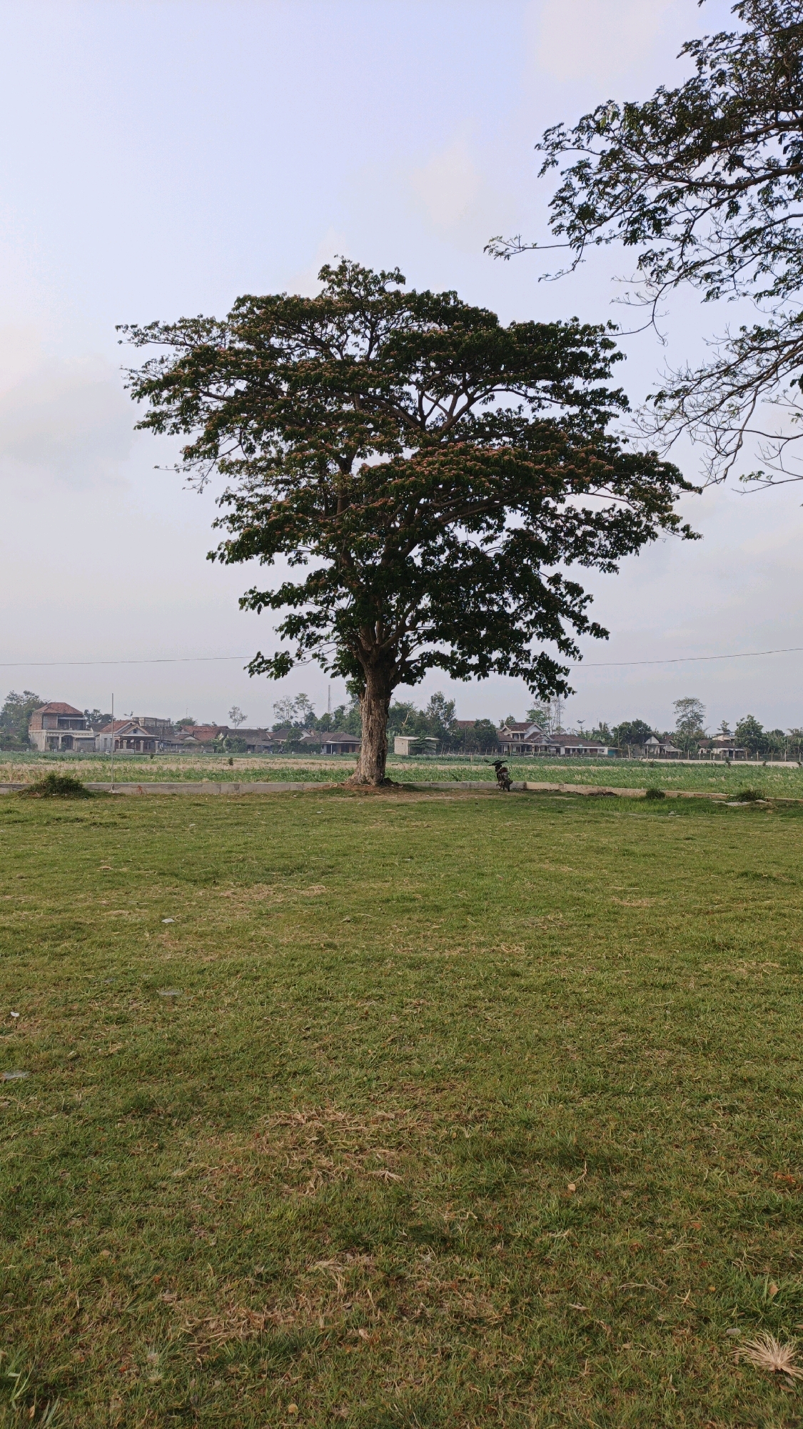 In the city of Boyolangu, Indonesia, a large, mature tree with a broad, green canopy stands centered in a grassy field. The tree's trunk is thick and textured, and its branches spread widely, some with a reddish-brown hue, possibly indicating flowering or new growth. In the background, a linear arrangement of houses with red tile roofs is visible, suggesting a residential area. Beyond the houses, a hazy landscape stretches towards the horizon, punctuated by what appear to be utility poles or small structures. A faint, pale sky with some cloud cover completes the scene. A small, dark object, possibly a motorcycle with a rider, is visible in the middle distance near the houses, adding a subtle element of human presence to the otherwise serene natural setting. The grass in the foreground is short and appears well-maintained, with some patches of brown, indicating varying levels of dryness.