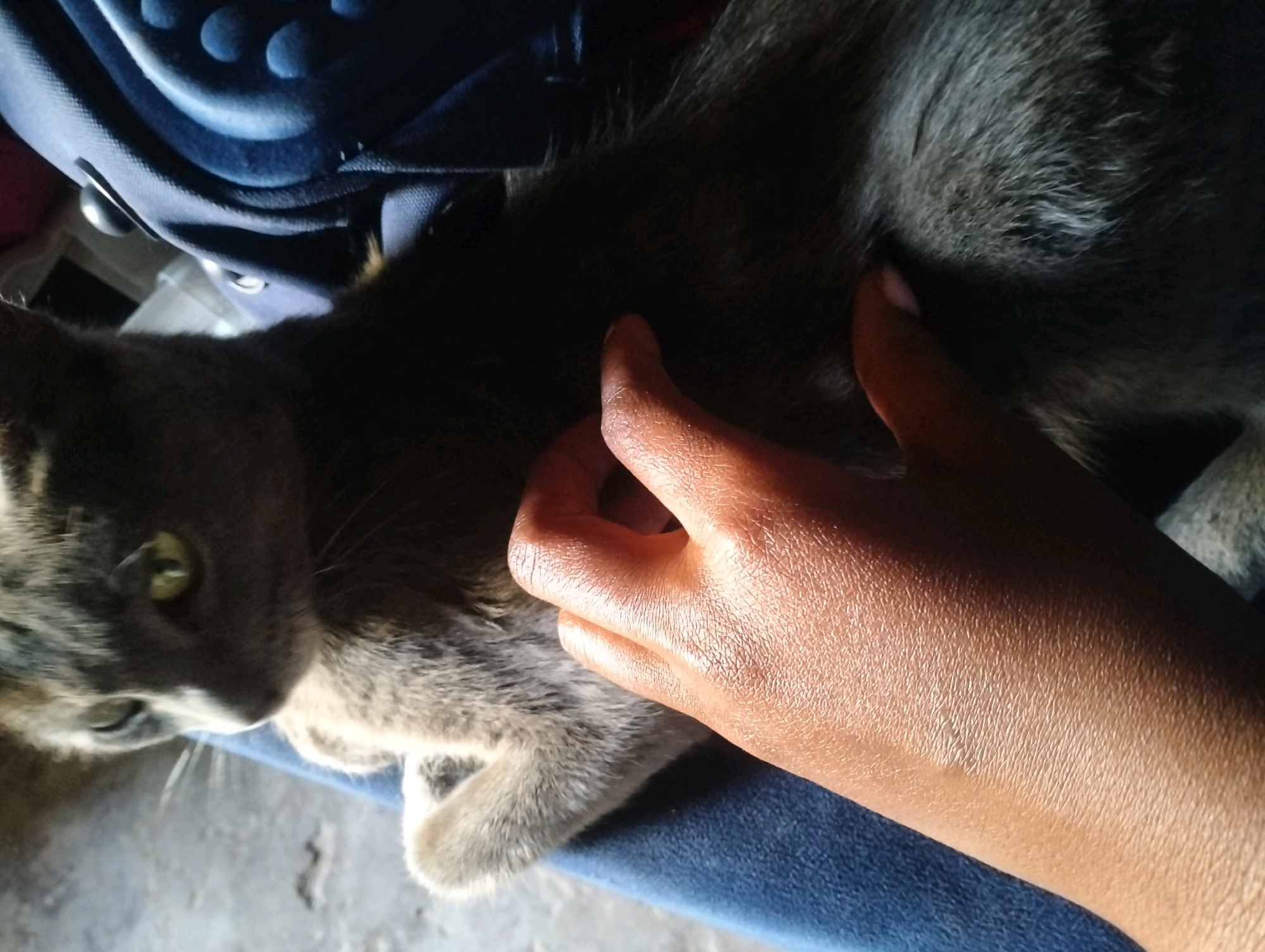 A close-up, overhead shot captures a person's hand gently stroking the fur of a gray tabby cat. The cat's head is turned to the left, with its green eye visible and alert. The background consists of a dark blue fabric, possibly a bag or cushion, and a gray, textured surface, likely a floor or table. The lighting is dim, creating shadows that highlight the textures of the cat's fur and the person's skin. The scene appears to be set indoors, in a domestic environment within Kinanie ward, Kenya.