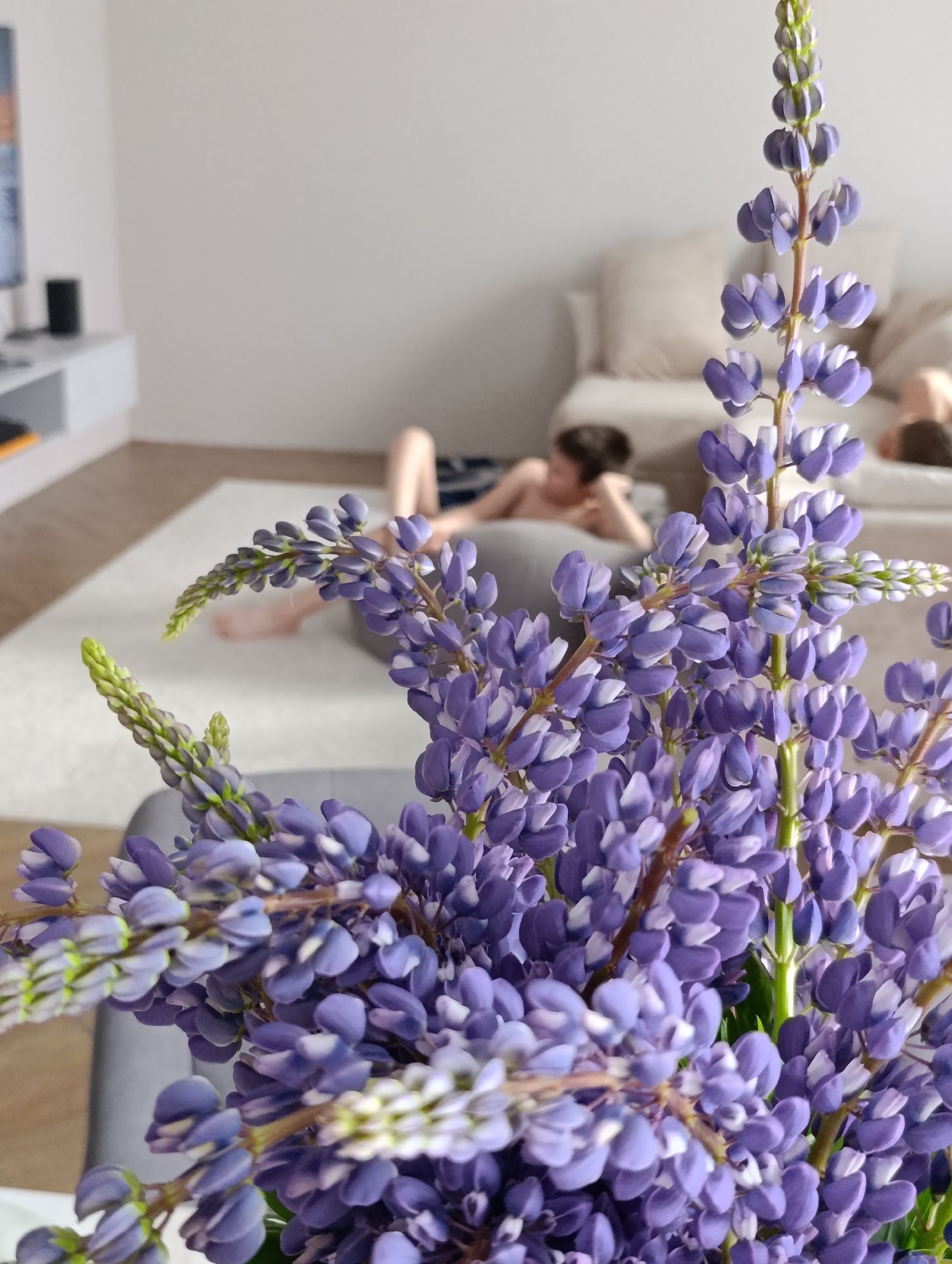 The photograph is taken indoors, focusing primarily on a vibrant bouquet of purple and white lupine flowers in the foreground. The flowers are densely packed, creating a soft, textured blur that partially obscures the background scene.
In the blurred background, two individuals appear to be relaxing. One is lying on a large, gray cushion on a white rug, propped up with an arm. A second person reclines on a beige sofa. The interior suggests a modern living space with light-colored walls and minimalist furniture. A television and sound system are visible on a low white cabinet against the wall. The scene evokes a sense of tranquility and domesticity.
Given the information you provided about Chaikovsky, Russia I can assume that the flowers could be local wildflowers common in the area. Without any specific information or proof, I can't say for sure that it is in the city of Chaikovsky, Russia.