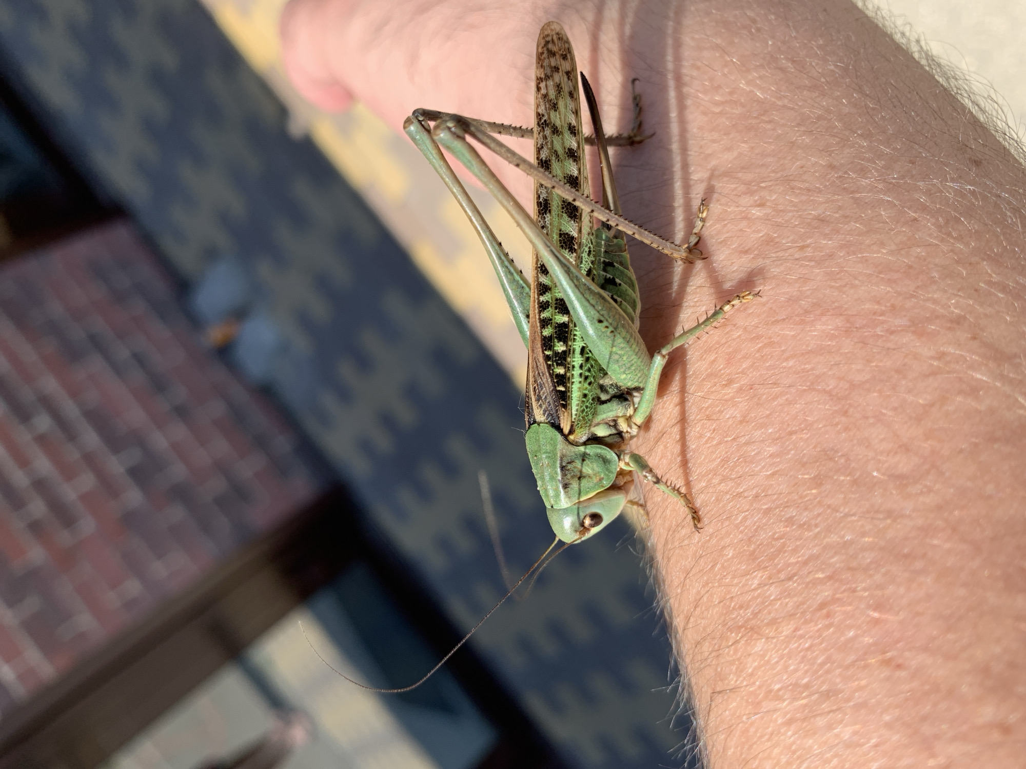 A large, green katydid with brown markings is resting on a person's arm. The katydid is in focus, with its long antennae, large compound eyes, and powerful hind legs clearly visible. The person's arm is lightly tanned and covered in fine hairs, with a slight sheen from the sunlight. In the background, a brick wall and a patterned paved surface are visible, suggesting an outdoor urban setting. The lighting indicates it is daytime, with the sun casting a shadow from the katydid. The scene appears to be in Kropotkin, Russia, though no specific landmarks identify the exact location within the city.