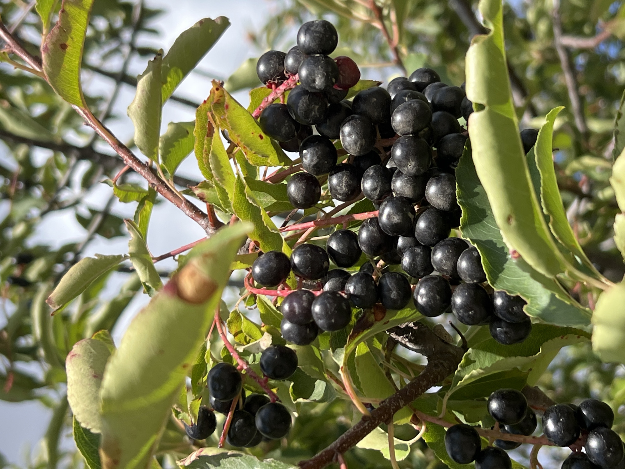 A close-up, eye-level shot focuses on a cluster of dark, ripe chokecherries hanging from a branch. The berries are a deep, glossy black, with some showing a slight reddish hue. They are round and tightly packed together, with thin, reddish stems connecting them to the main branch. Lush green leaves, some tinged with red at the edges, surround the fruit. The background is blurred, showing more branches, leaves, and a hazy sky, suggesting an outdoor setting. The image appears to have been taken on a bright day. The scene is located in the city of Fontanka, Ukraine.