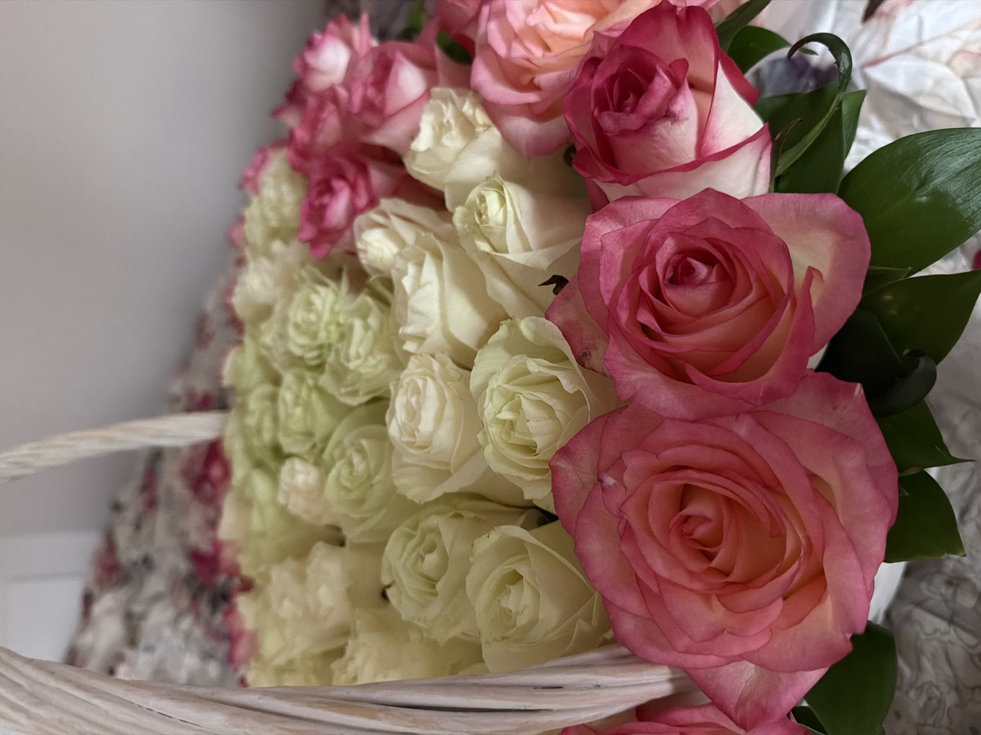 A vibrant bouquet of roses, presented in a white woven basket, is captured in a close-up, high-angle shot. The arrangement features a prominent mix of pink and white roses.
The foreground and right side of the image are dominated by large, fully bloomed roses with a striking bi-color appearance: deep pink petals with lighter, almost white or cream centers and edges. Several of these pink roses are visible, showcasing their intricate, layered petals. Interspersed among these are dark green leaves, likely filler foliage, which provide a lush contrast to the soft hues of the flowers.
Towards the left and receding into the midground, the bouquet transitions to a dense cluster of white, cream, and very pale green roses. These roses appear slightly smaller and are tightly packed, forming a voluminous mass. The white woven material of the basket is visible along the bottom and left edge of the frame, suggesting the flowers are either arranged within it or are part of a basket-based gift.
The lighting is soft and diffused, highlighting the delicate textures of the petals without harsh shadows. The background is largely out of focus, appearing as a blurred expanse of light gray and subtle patterns, possibly indicating a soft fabric or paper behind the arrangement. No human subjects or discernible activity are present. There is no visible text. The image does not contain specific visual cues to identify its location as Moscow, Russia, beyond the provided context.