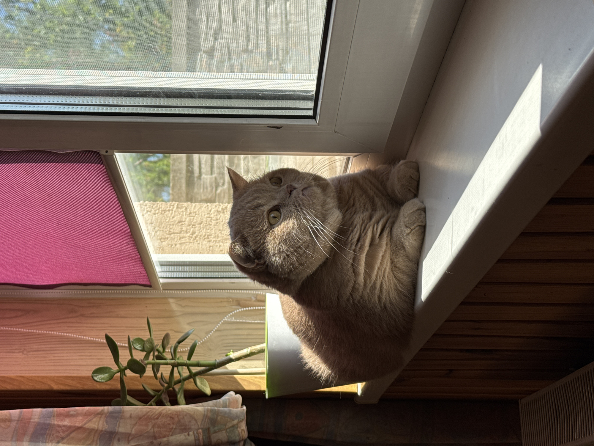 A fluffy, fawn-colored cat is lying on a white windowsill, looking out of a window. The cat's fur is illuminated by bright sunlight streaming in from the right. The window is open, with a white screen visible on the outside. Behind the cat and to the left, a green potted plant sits on the windowsill, partially obscured by a patterned curtain. The wall to the left of the plant is paneled with light brown wood, and a white radiator is visible at the bottom left of the frame. The background outside the window shows a stone wall and greenery, suggesting an outdoor environment. The scene is likely indoors, near a window that overlooks an outdoor area.