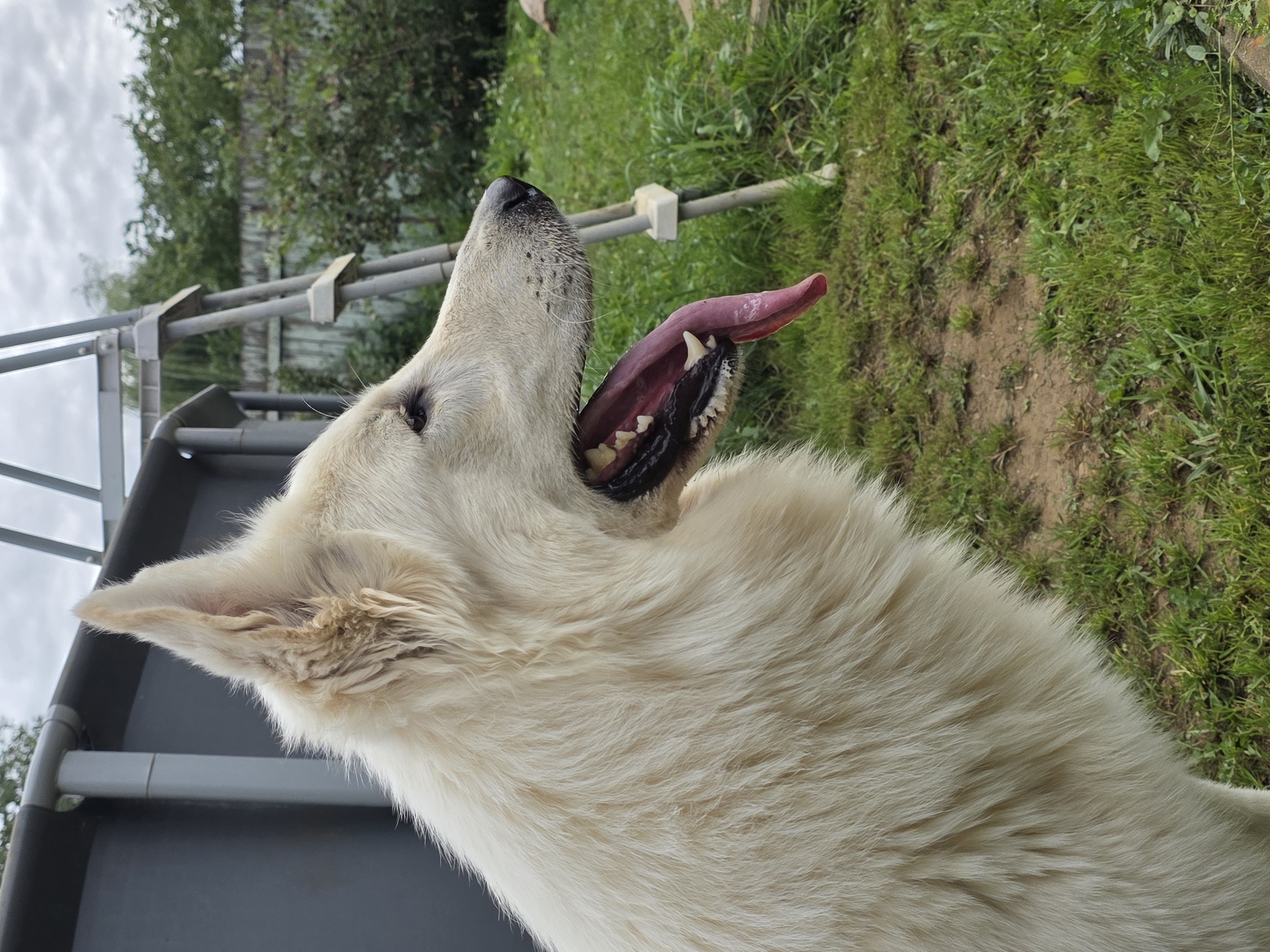 A white dog with its mouth open and tongue hanging out is pictured in profile outdoors. The dog has long, thick fur and alert ears. In the background, there is a metal ladder leaning against a gray cylindrical structure, possibly a pool or silo. Beyond that, a wooden fence and green trees are visible, suggesting a yard or garden setting. The ground is covered in grass and dirt. The sky above is overcast. The image was taken in the city of Rechitsy, Russia.