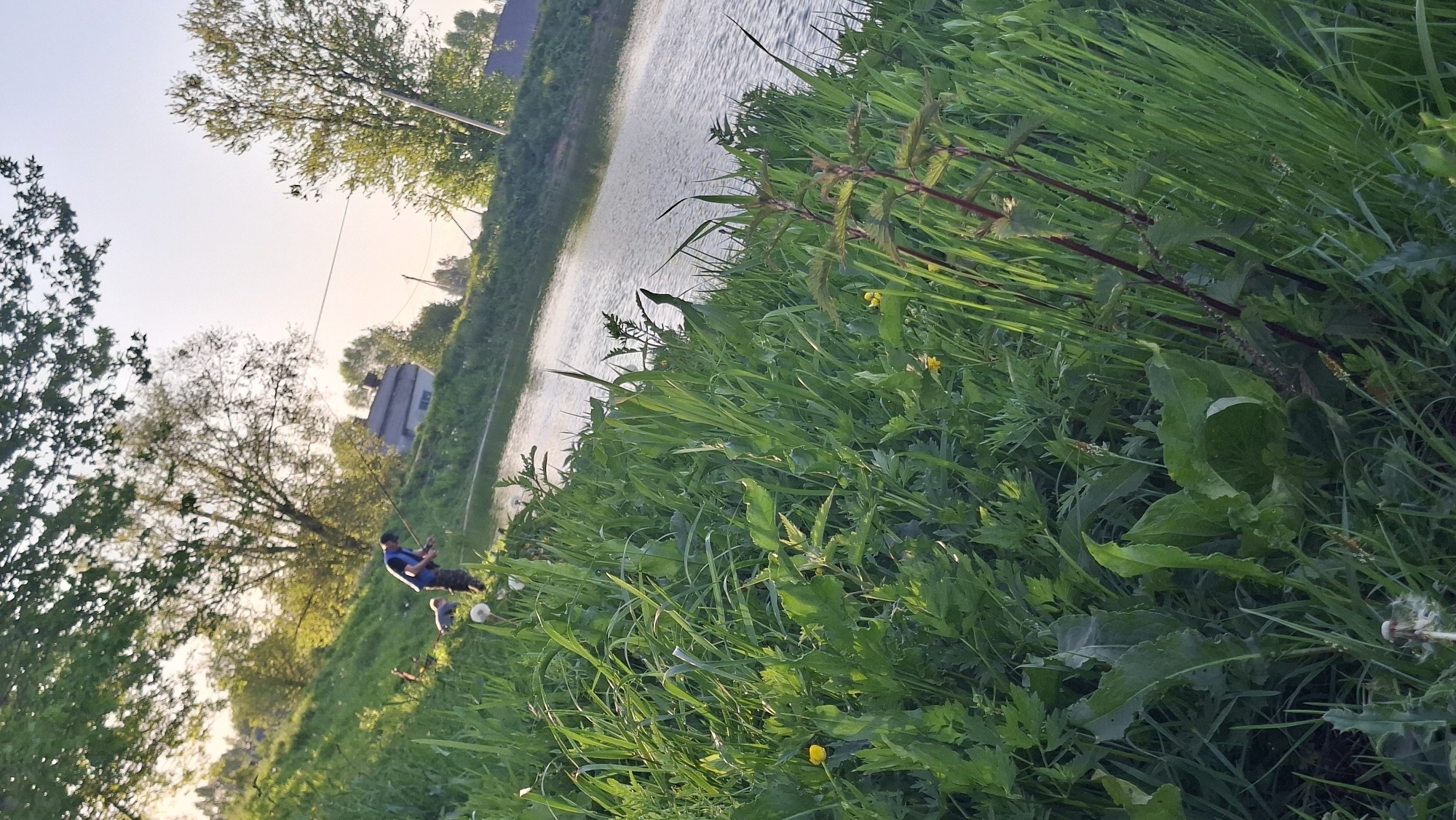The image depicts a pastoral scene near a waterway, possibly a river or canal, in Забалоцкі сельскі Савет, Belarus. Lush, overgrown vegetation dominates the foreground, with tall grasses and various types of foliage. A person is seen fishing alongside the water, seated on the bank with a fishing rod extended towards the water. Trees line the opposite bank, with a building partially visible in the background. The sky is light, suggesting either early morning or late afternoon light.