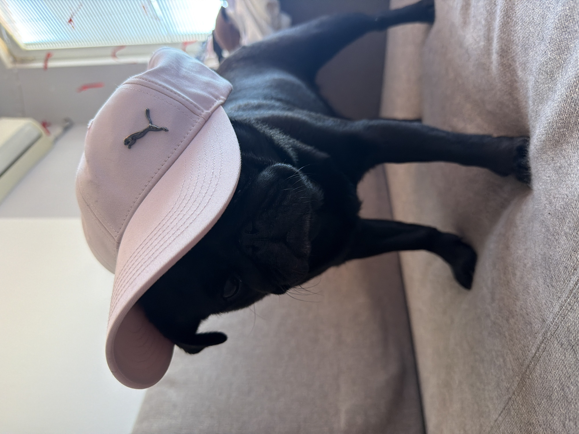 A black pug wearing a pink baseball cap with a Puma logo is standing on a couch. The cap is tilted forward, obscuring the dog's eyes. The pug's face is partially visible, with its nose and mouth discernible. The couch appears to be made of a textured fabric in a neutral color. In the background, a white air conditioner is mounted on a light-colored wall. To the right, a window with blinds is visible, and red markings are scattered on the window and wall. The scene is lit by natural light coming from the window. The location is identified as Sirius, Russia.