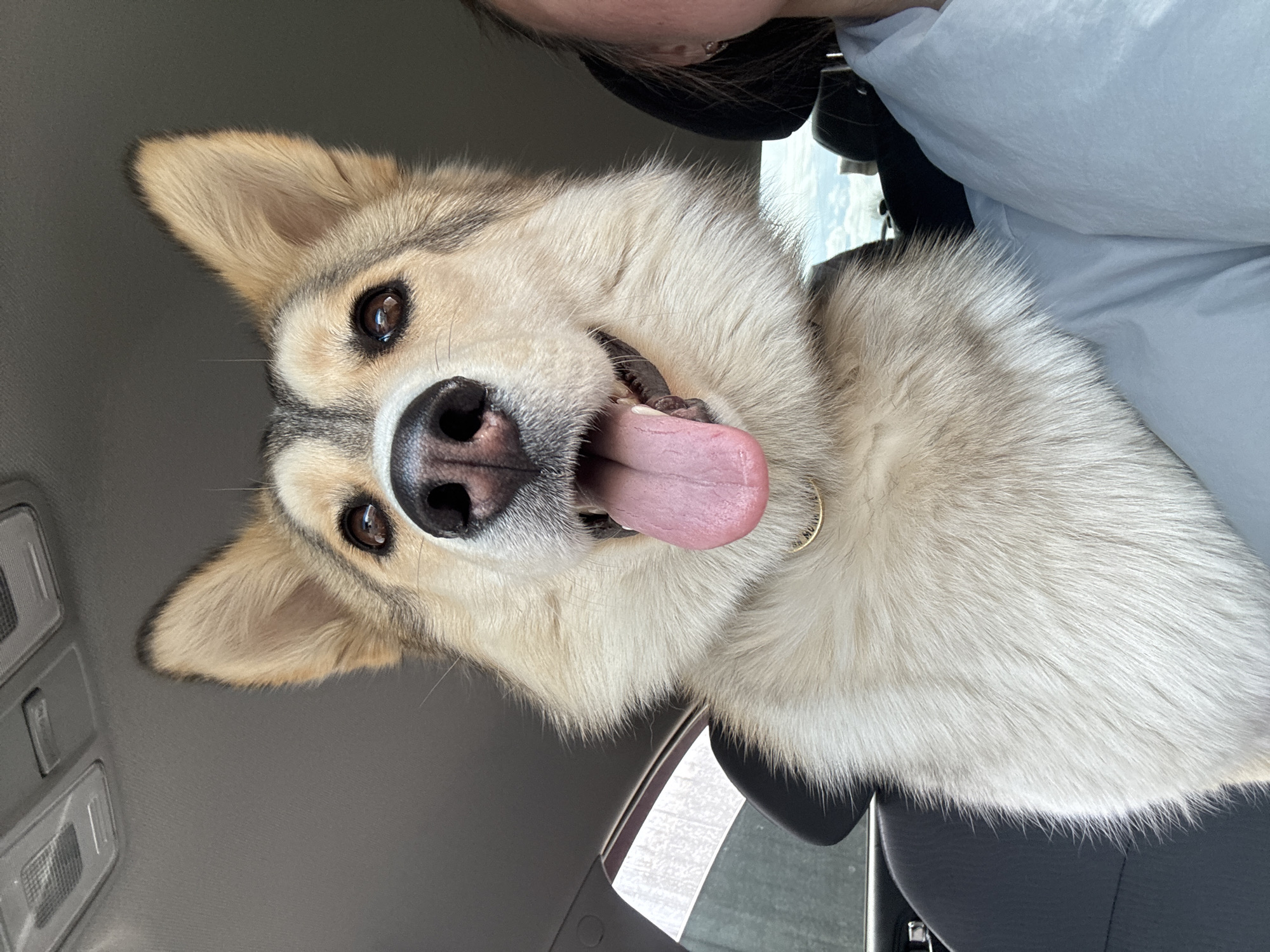 A close-up, slightly angled shot of a husky-like dog with tan and grey fur inside a car. The dog is looking directly at the camera with its tongue hanging out. A person is visible in the upper right corner, wearing a light blue shirt. The interior of the car, including the ceiling, a car seat, and some interior features, are visible. There is no indication this image was taken in the city of Chaikovsky, Russia.