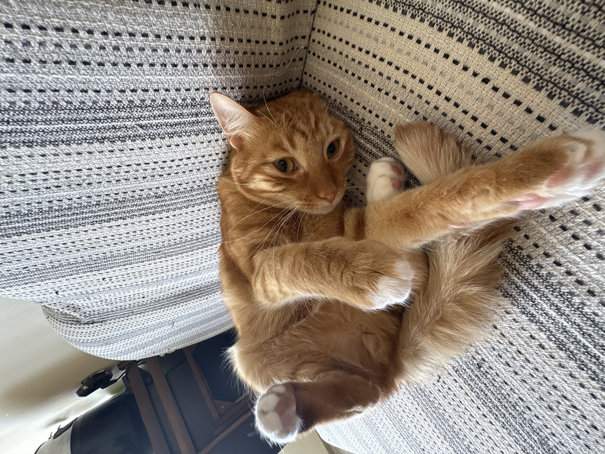 A ginger cat is lying on its side on a textured, striped sofa. The cat is curled up with its paws extended. Its head is turned towards the camera, with its eyes open. The cat has white paws and a fluffy tail. The sofa has a pattern of light and dark stripes. In the background, to the left, is a wooden shelf unit with some items on it, including a black object that appears to be a bag and a black power adapter plugged into a white wall socket. The lighting suggests it is daytime, with light coming from the left side of the image. The scene is an indoor domestic setting. No specific location in Vratsa, Bulgaria can be determined from the image.