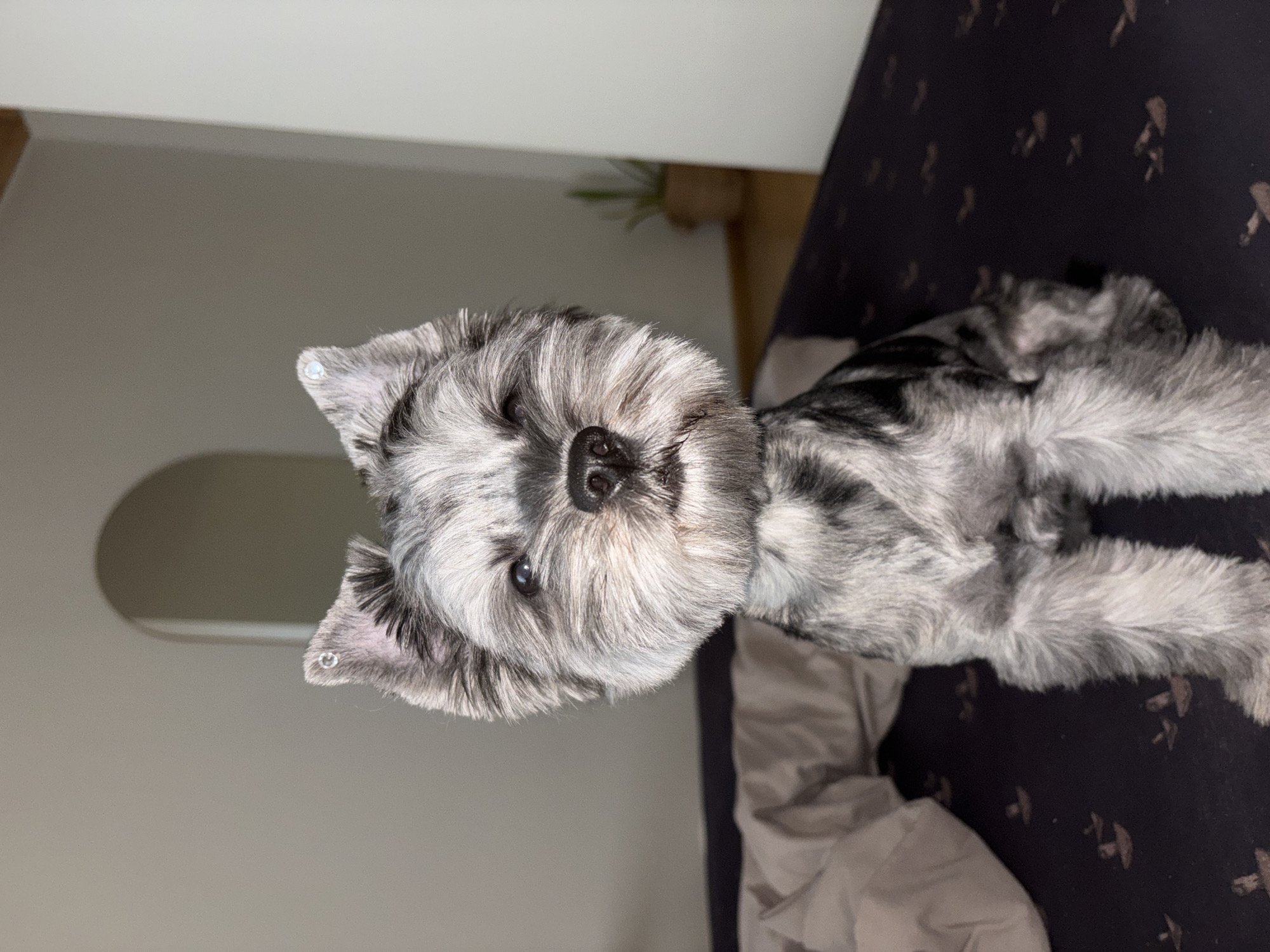 A miniature schnauzer dog with grey and black fur is sitting on a dark patterned surface, likely a bed, in a room. The dog is facing the camera directly, with its head tilted slightly to its right. It has a prominent beard and eyebrows, and its ears are adorned with small, shiny embellishments. The background shows a wall with an arched opening and a potted plant. To the left of the dog, a crumpled light-colored blanket is visible. The lighting suggests it is daytime, with natural light casting shadows. The specific location in Chaikovsky, Russia, is not discernible from the image content.