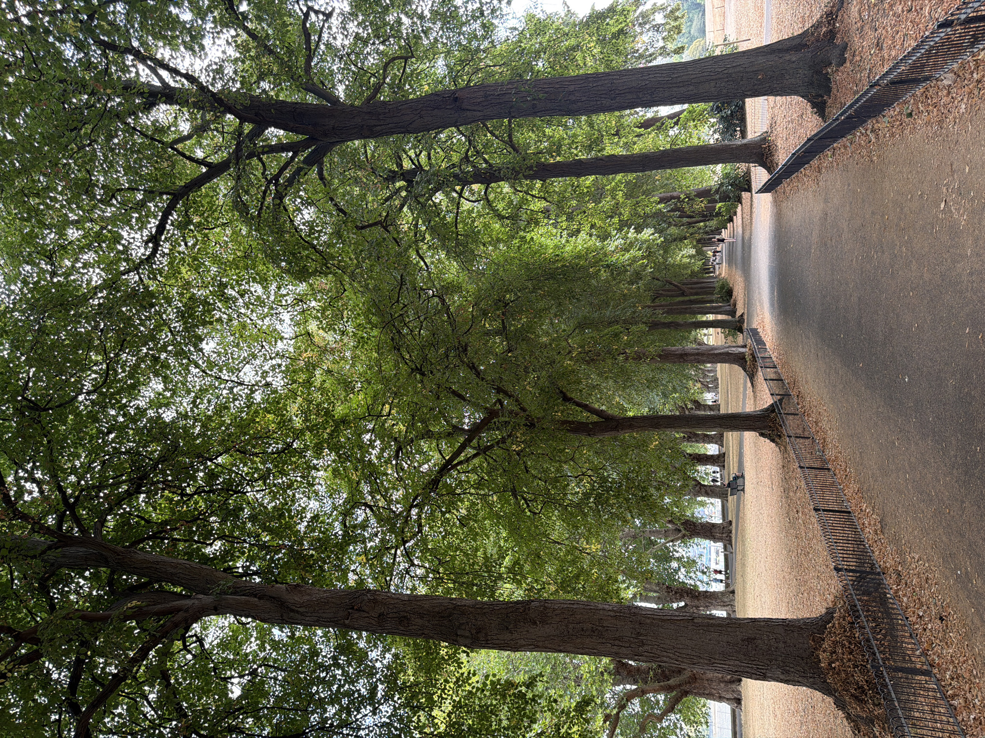 This image depicts a tree-lined pathway in St. James's Park, London, United Kingdom, during what appears to be late summer or early autumn, given the fallen leaves scattered on the ground. The path is made of dark asphalt and is bordered by a black metal fence on both sides. Towering trees with dense green foliage flank the path, creating a shaded canopy overhead. The ground beneath the trees is covered in a carpet of dry, brown leaves. In the distance, several individuals are visible walking along the path and in the park area. One person is seated on a bench to the right of the path. The overall scene conveys a sense of tranquility and natural beauty within an urban setting.