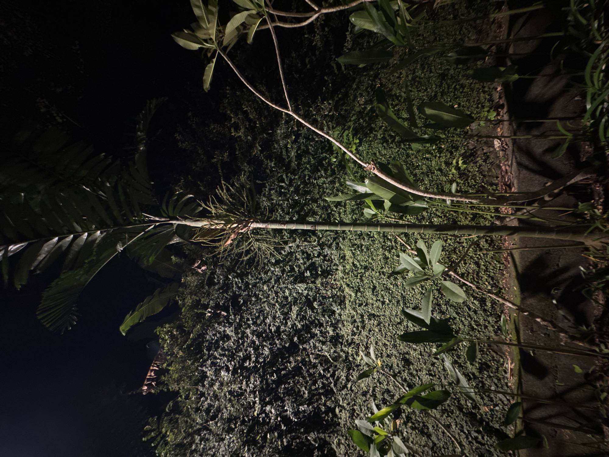 The image shows a nighttime outdoor scene in what appears to be a garden or vegetated area. A palm tree with its distinct fronds is visible on the left. The trunk of the palm tree is angled across the frame. Behind the palm, there's a dense green wall of plants. Above the palm, other leafy branches and twigs are silhouetted against the dark sky. The overall lighting suggests it is illuminated by artificial lights. The location within the city of Unknown, Unknown is not possible to ascertain from the image.