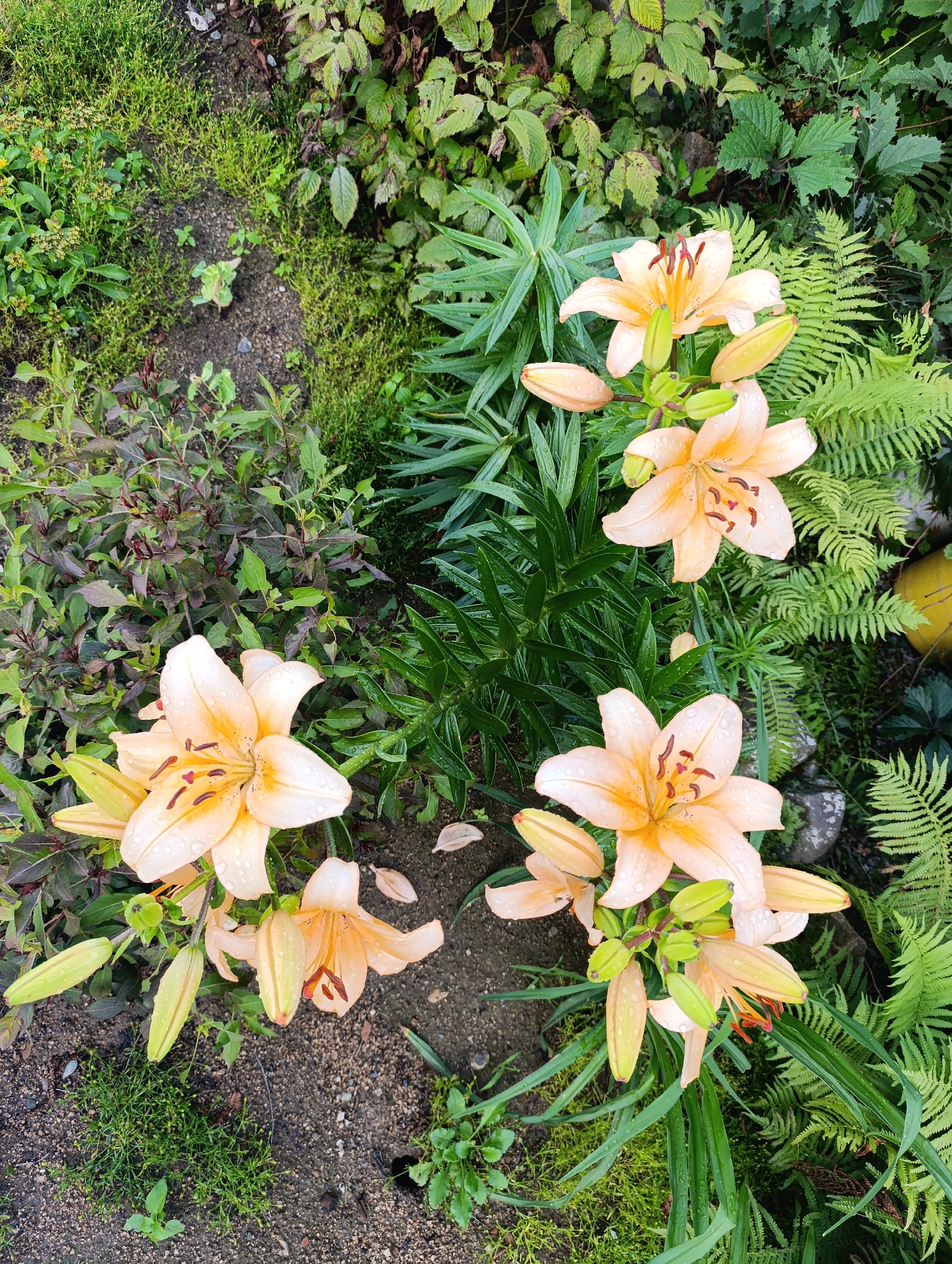 A cluster of pale orange lilies with darker orange stamens and green buds are blooming in a garden setting, with droplets of water visible on their petals. The lilies are surrounded by lush green foliage, including ferns and other leafy plants. The ground is a mix of dark soil and small pebbles. The overall impression is that of a damp, verdant garden after rain.