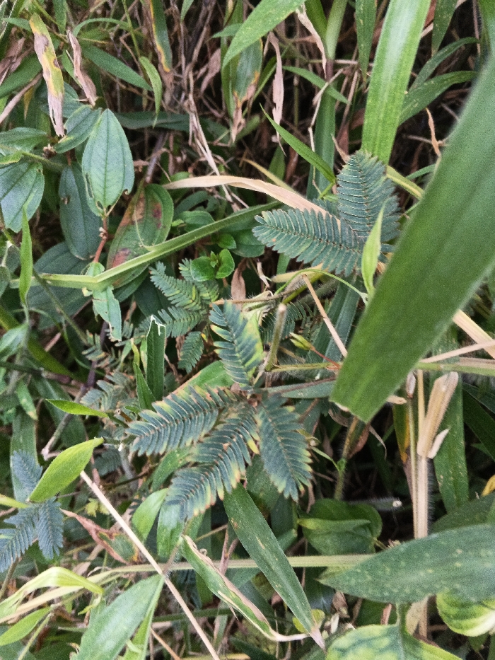 A close-up, top-down view depicts a dense patch of ground vegetation in Mianyang, China. The central subject is a Mimosa pudica plant, characterized by its distinctive bipinnately compound leaves, which exhibit green to yellowish-green coloration, with some appearing partially folded. Surrounding this plant are various other species, including broad, ovate leaves—some displaying reddish-brown discoloration or insect damage—and numerous long, narrow grass blades in shades of green and desiccated brown. Slender stems, some appearing hairy or thorny, are intertwined throughout the foliage. No human subjects, animals, or artificial objects are present. The scene is illuminated by natural ambient light, providing clear detail of the plant structures and ground cover.