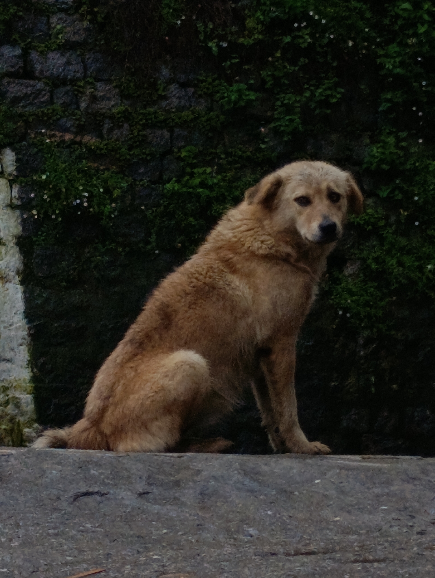 A medium-sized, light brown dog with floppy ears and a shaggy coat sits on a concrete ledge. The dog is looking slightly to its left, with its head tilted. Behind the dog is a wall made of dark, rough-hewn stones, partially covered with green moss and some small white flowers. The overall scene suggests an outdoor setting, possibly in a natural or semi-natural environment within Manali, India. The lighting is subdued, indicating it might be overcast or late in the day.