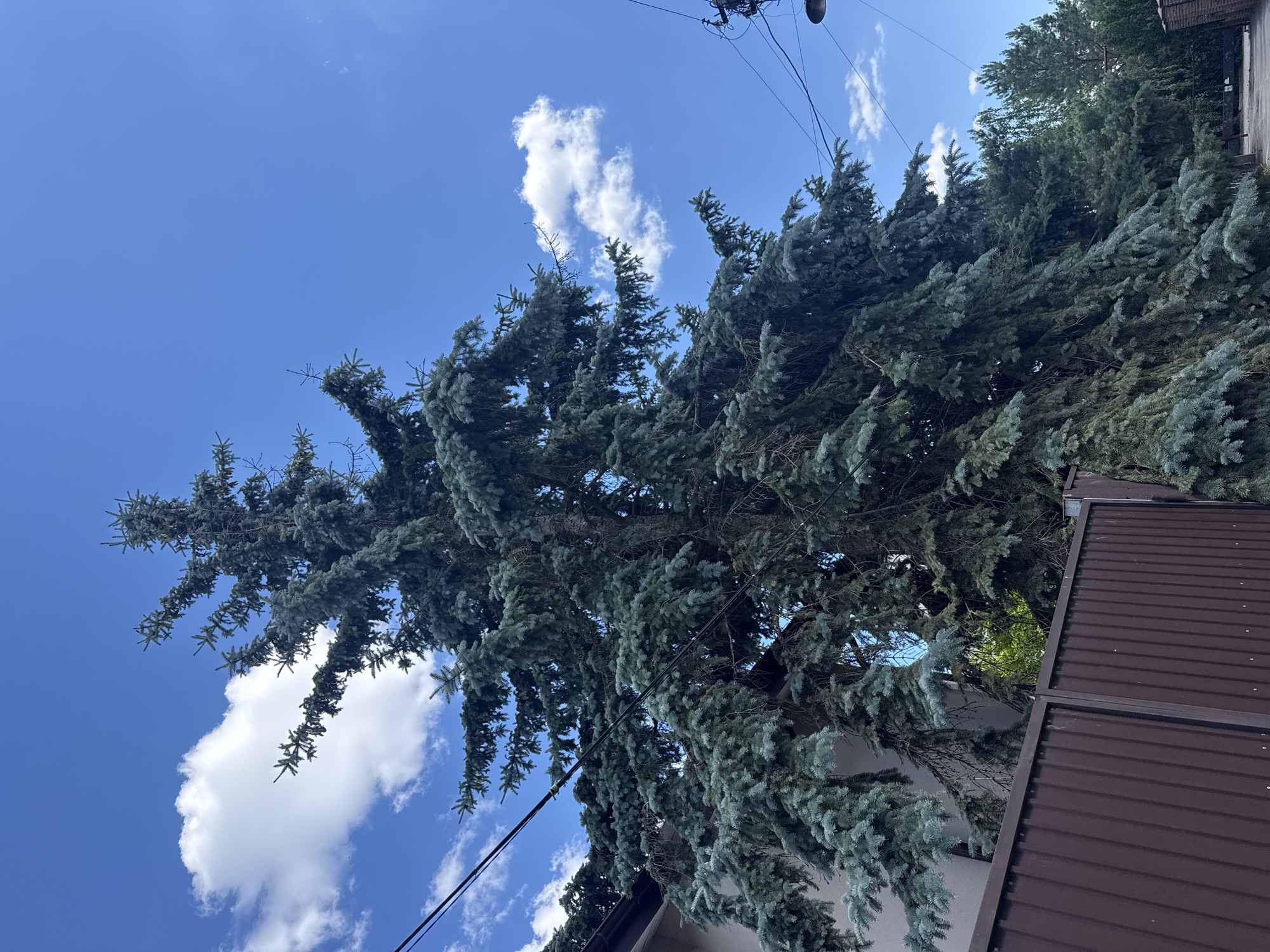 This is a vertically oriented, low-angle shot of a tall blue spruce tree against a bright blue sky with scattered white clouds. The tree's branches, laden with blue-green needles, fill most of the frame, drooping downwards. To the right, a brown corrugated metal fence and part of a building's roof are visible. Power lines are strung across the upper portion of the image, with a hint of a light fixture on the left. The scene appears to be set in a residential area during daylight hours, with clear weather conditions. The perspective emphasizes the imposing height and fullness of the tree. No people are visible, and the overall impression is one of nature's presence in a built environment.