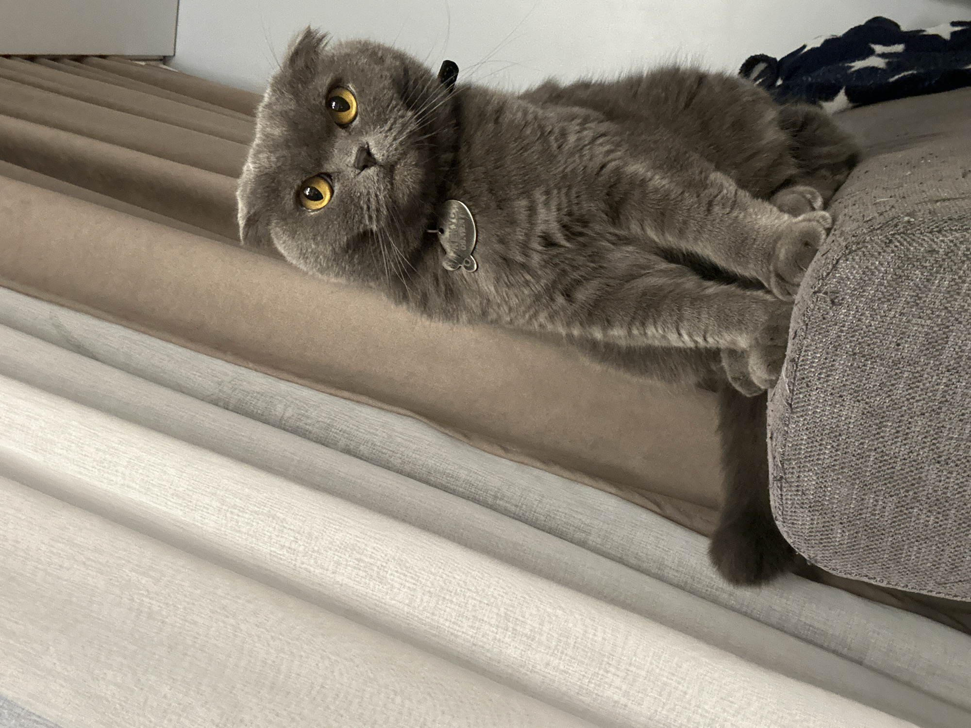 A gray Scottish Fold cat with golden eyes, wearing a black collar with a silver tag, is lying on a light-colored upholstered surface. The cat is partially draped over the edge of a gray upholstered object that appears to be a sofa or armchair. Part of a patterned blue and white object is visible behind the cat. The background consists of layered light-colored textiles. The location cannot be determined from the image.