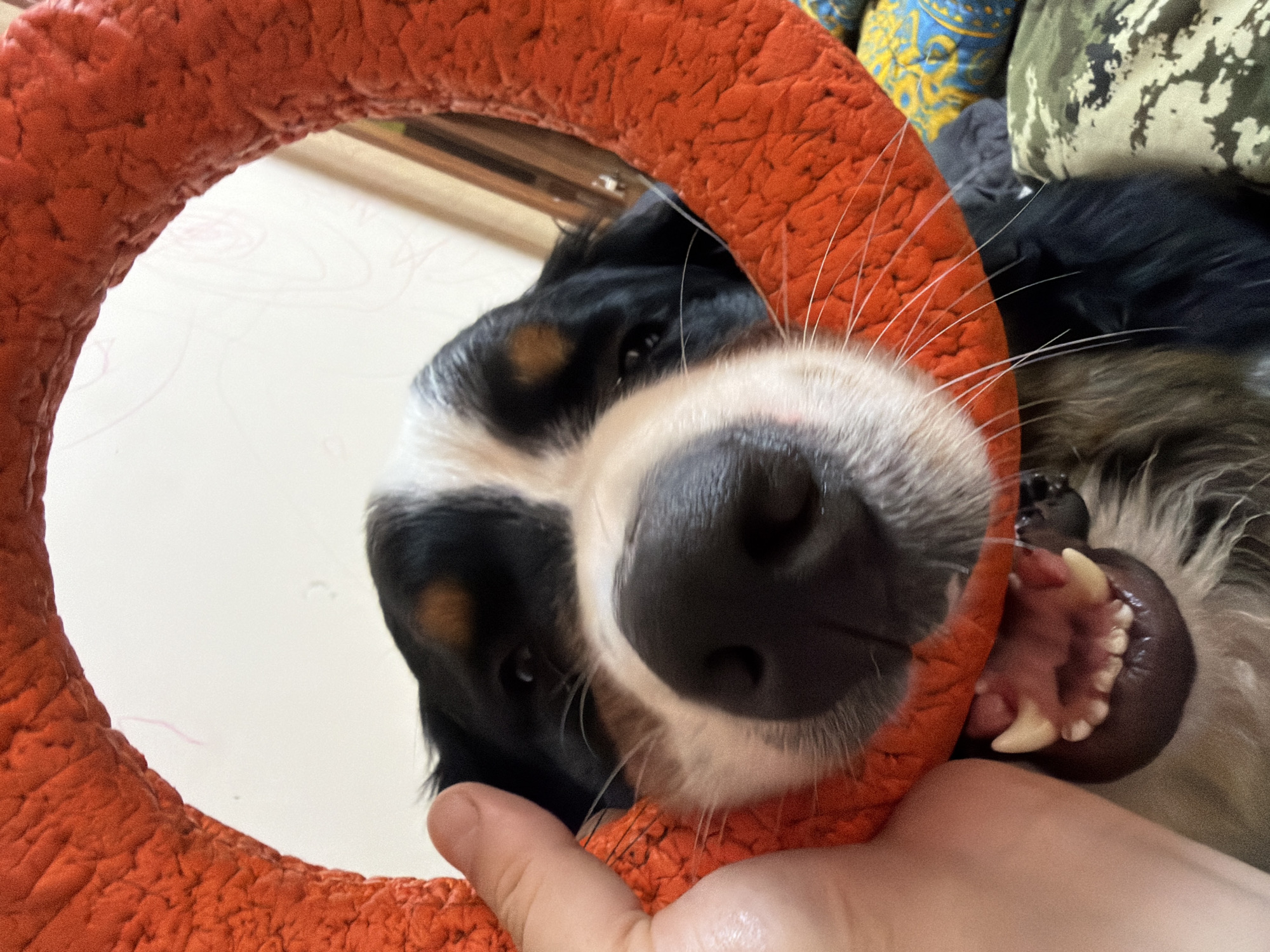 The image shows a close-up of a Bernese Mountain Dog's face as it chews on a bright orange ring toy. A human hand is holding the toy near the dog's nose. The dog's mouth is open, revealing its teeth and tongue. The background is blurred, but appears to be an indoor setting with some patterned fabrics visible. The lighting suggests it is daytime, likely indoors. The location in the city of Чёрная, Russia, is not discernible from the image.