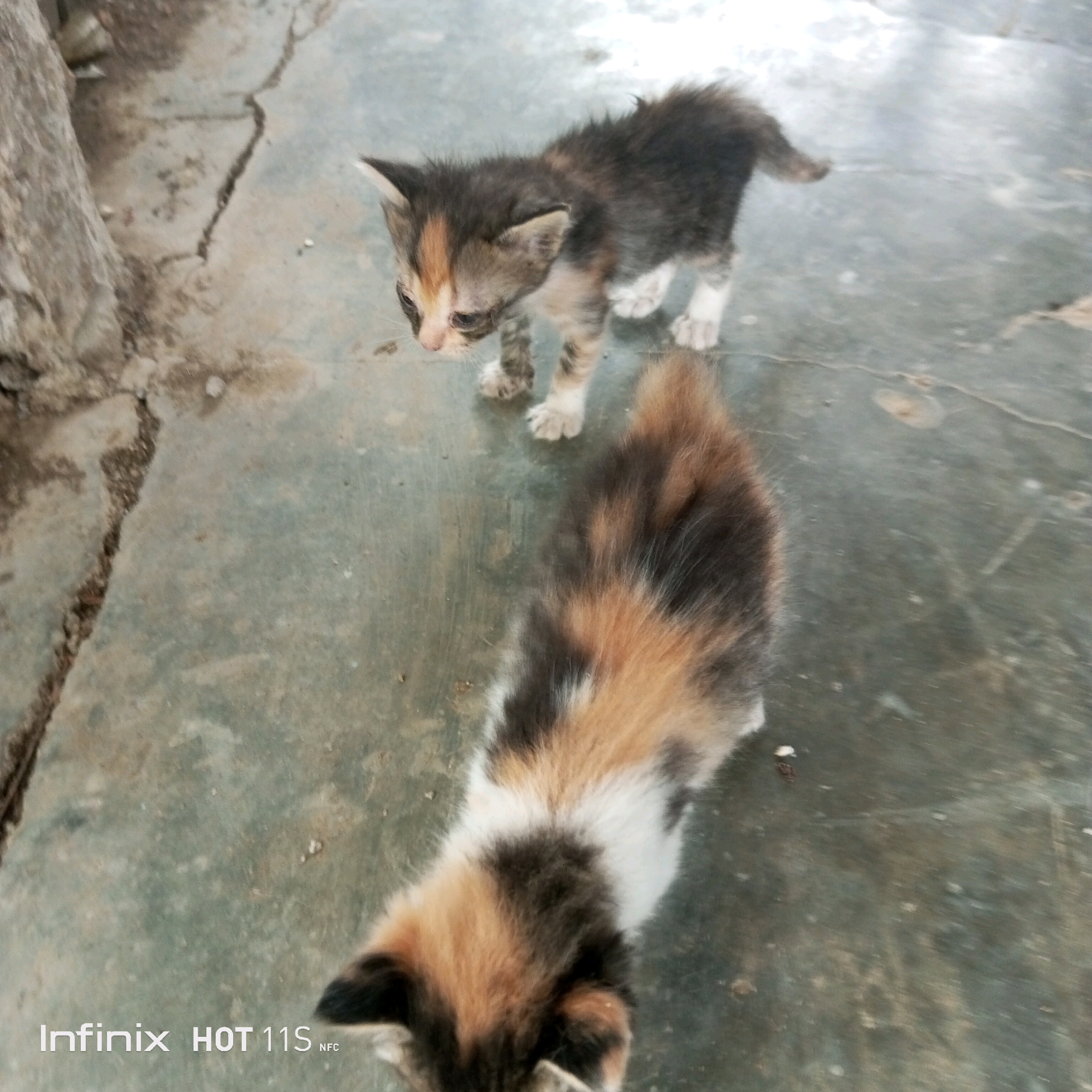 Two kittens are on a cracked concrete floor in Sukaslamet, Indonesia. The kitten in the foreground is mostly out of focus and facing away from the camera, displaying a calico coat pattern with black, orange, and white patches. The second kitten, in the background and in focus, is standing and facing left, exhibiting a dilute calico or tabby pattern with dark gray, light brown, and white markings on its fur. The environment appears to be outdoors, with a rough, textured surface and natural light.