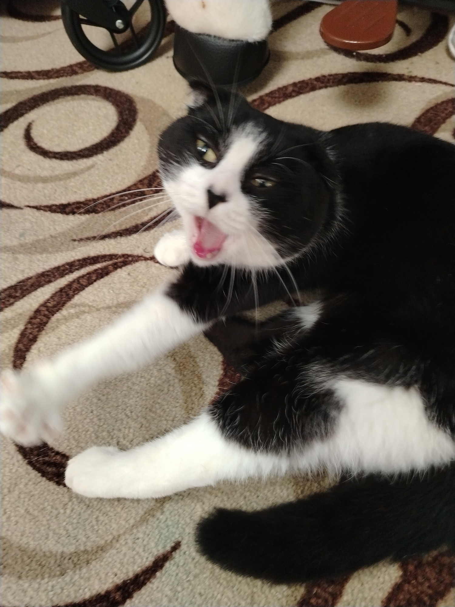 A black and white cat is lying on a carpeted floor with a swirled pattern. The cat is in the middle of a yawn or stretch, with its mouth open and tongue visible. Its eyes are partially closed. One of its front paws is extended towards the viewer. In the background, parts of a stroller and a piece of wooden furniture are visible.