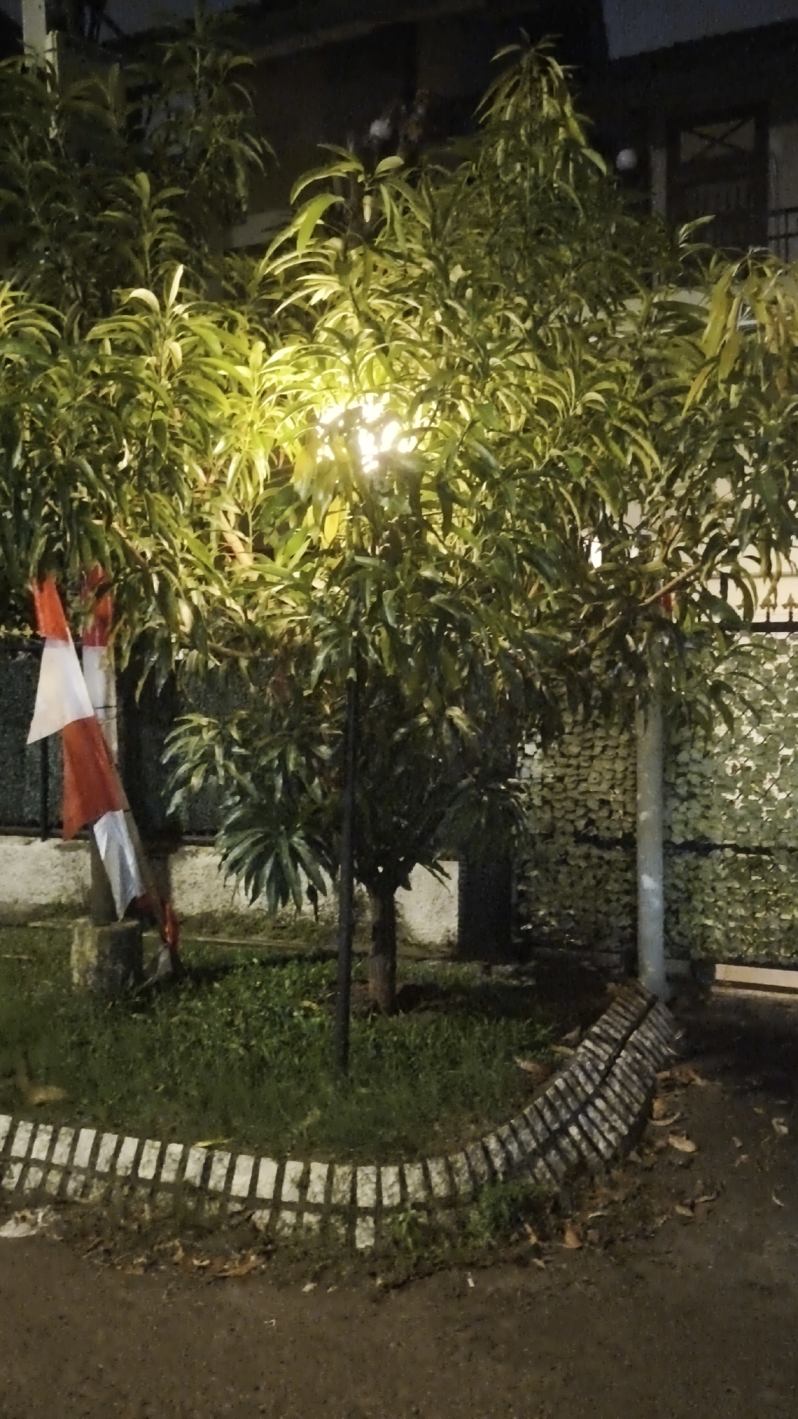 The image shows an outdoor scene at night, likely in a residential area of South Jakarta, Indonesia. A small tree with dense green foliage is illuminated by a bright light, casting a warm glow. The tree is situated in a garden area with grass and a decorative stone border. To the left of the tree, a red and white flag, possibly the Indonesian flag, is displayed, attached to a pole. In the background, there is a building and a textured wall. The ground appears to be paved or a dirt path. The overall impression is of a well-maintained outdoor space, perhaps a front yard or garden, at night.