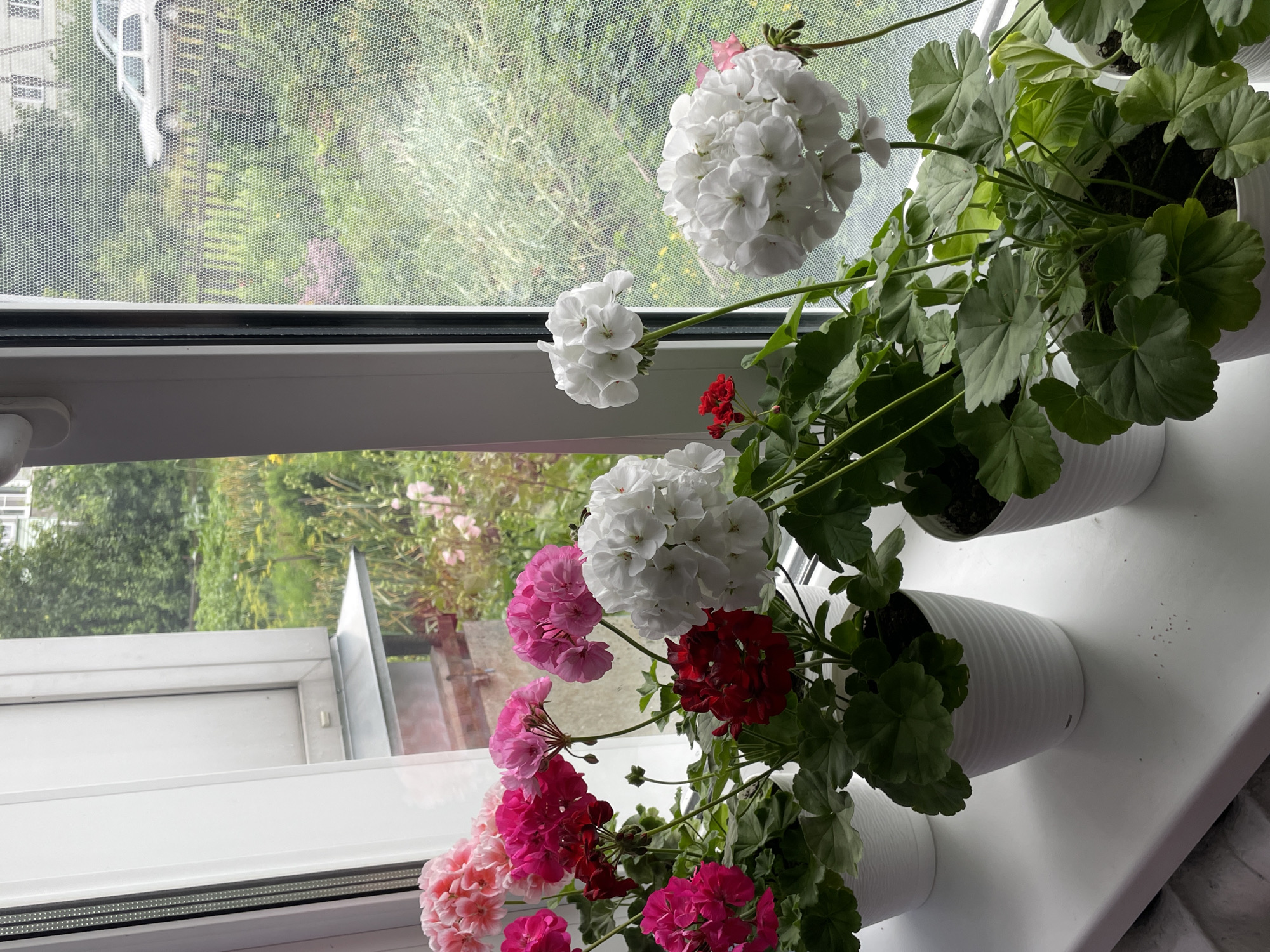 A collection of potted geraniums, in varying shades of pink, red, and white, are arranged on a white windowsill. The plants have lush green leaves and abundant, spherical flower clusters. Through the window, a blurred background depicts a verdant garden with trees and foliage, hinting at an outdoor environment. A light-colored car is partially visible in the distance, along with a wooden fence. The overall scene suggests a domestic setting, likely a home in the village of Kumyonki, Kirov Oblast, Russia, where these vibrant flowers are cultivated.