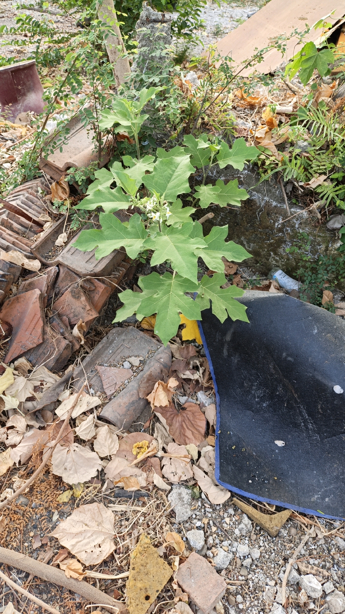 The image shows a pile of debris, including broken bricks and dried leaves, in an outdoor environment. A healthy green plant with large, lobed leaves and small white flowers is growing amongst the debris. The ground is a mix of dirt, small stones, and more dried leaves. In the background, there is more foliage and a partially visible brown, corrugated metal sheet. To the right of the plant, a large piece of black material with a blue edge is visible, possibly a tarp or a piece of rubber. A discarded white plastic bottle can also be seen near the center right of the image. The scene appears to be an unkempt outdoor area, possibly a neglected lot or a backyard in Cikal, Indonesia. There are no people or animals visible in the image.