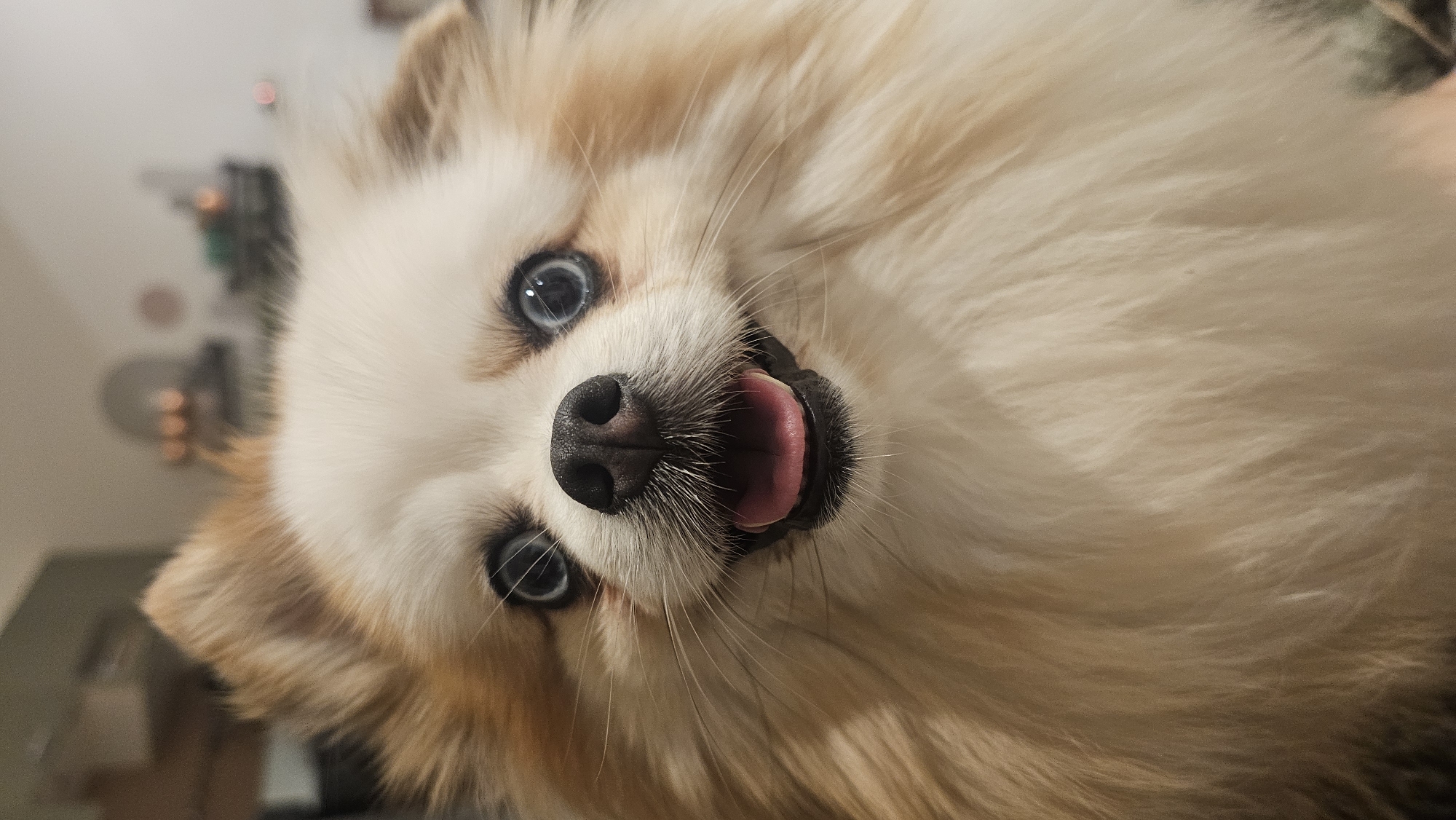 This is a close-up, low-angle shot of a fluffy Pomeranian dog. The dog has white and tan fur, and striking blue eyes. Its tongue is playfully sticking out, and its mouth is slightly open, giving it a happy and engaged expression. The background is blurred, but appears to be an indoor setting with some soft, out-of-focus lights that might be from a lamp or electronic devices. The overall lighting suggests it is daytime or evening indoors. The image appears to have been taken in the Ko Samui District of Thailand, although there are no specific visual cues in the image to confirm this. There is no visible text in the image.