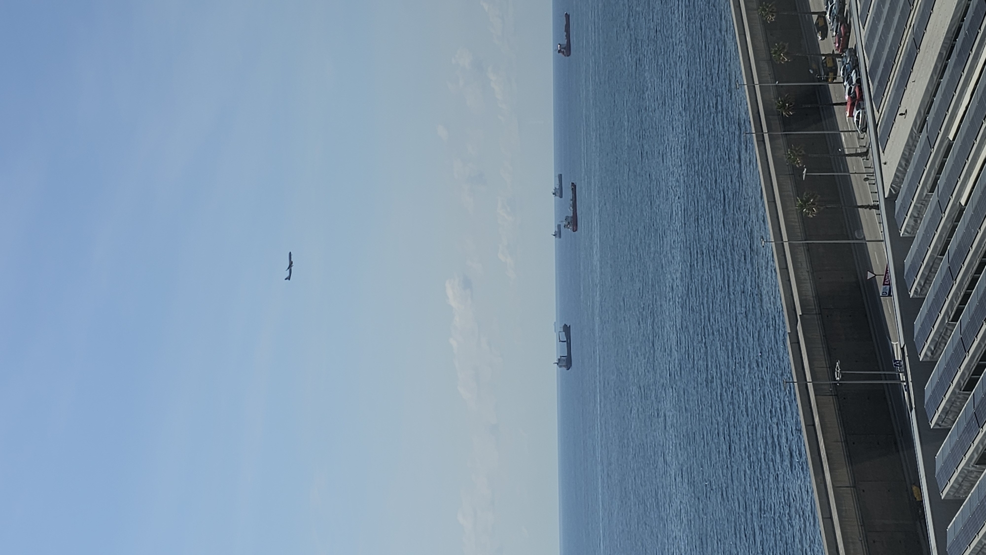 The scene is a high-angle view showing the Barcelona coastline in Spain. A body of water, possibly the Mediterranean Sea, occupies much of the frame, with several cargo ships visible on the water. Along the coastline, there is a road with palm trees and streetlights, next to a building covered in solar panels. A number of parked cars are also visible along the road. In the sky, there is a single bird.
