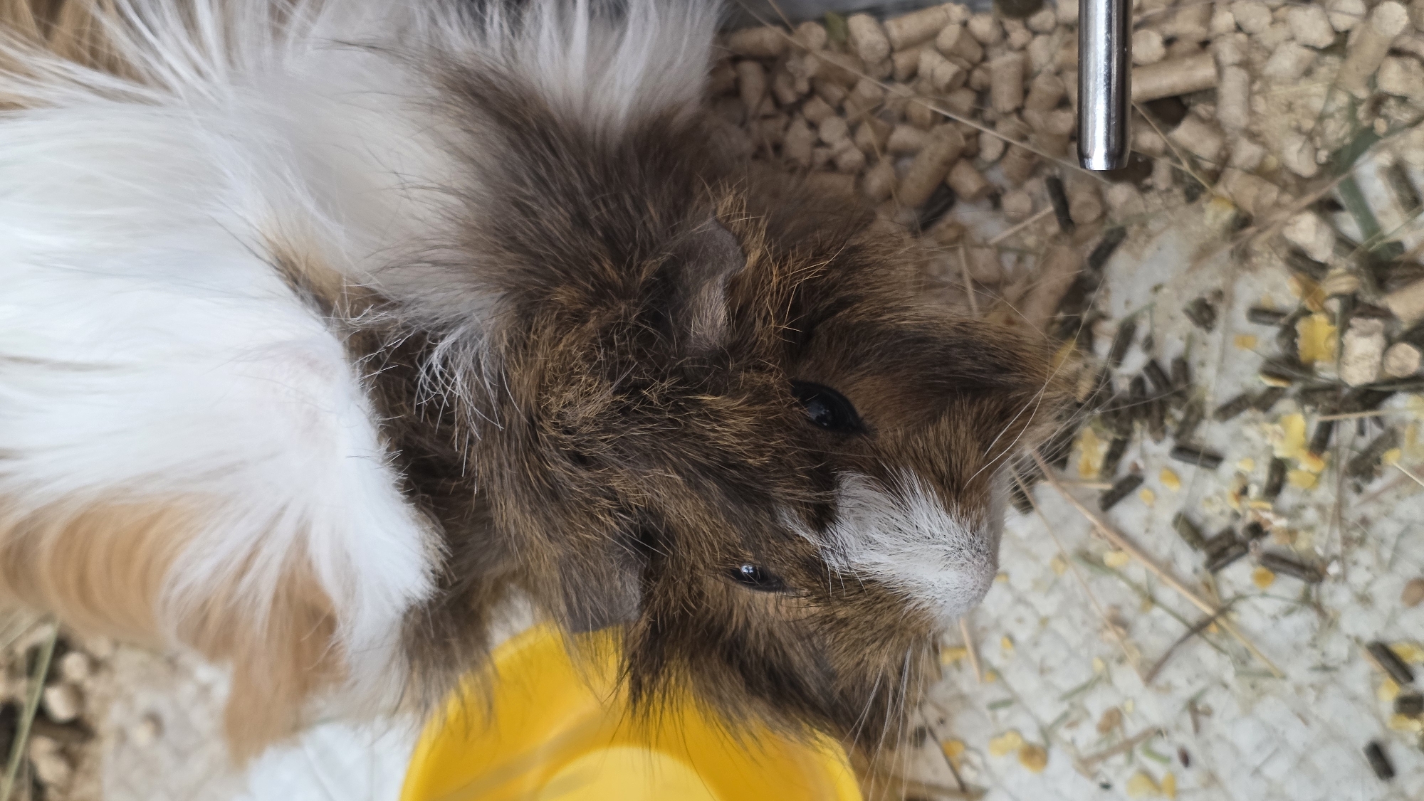 The image shows a guinea pig lying on its side in a cage. The guinea pig is brown and white with long hair. It is lying near a yellow food bowl. The cage floor is covered in wood pellets and hay. There is a metal water bottle dispenser. It is impossible to determine the location of the image, including whether it is in Blagoevgrad, Bulgaria, without additional information.