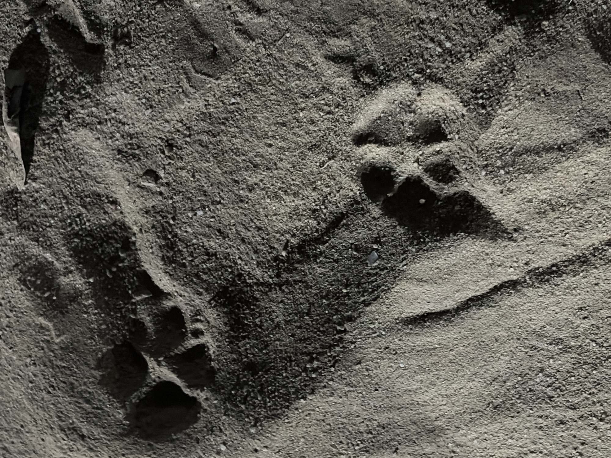 The image depicts two sets of paw prints in sand or dirt. One set is located on the lower left, and the other is on the upper right of the frame. A leaf or similar object is visible on the upper left of the frame. The sand or dirt appears gray in color and is textured. The photo does not provide enough information to determine a specific location in Ciudad Guayana, Venezuela or any information regarding any people, objects, actions, or interactions.