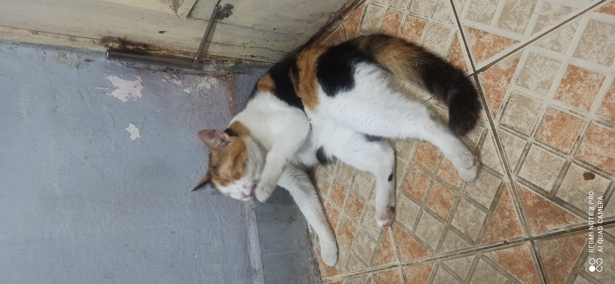 A calico cat is grooming itself while lying on a tiled floor. The cat is in the foreground, with its body stretched out. Its front paws are raised to its face as it licks them. The cat has patches of white, black, and orange fur. The floor is covered in square tiles with a diamond pattern, in shades of brown and beige. In the background, there is a light blue wall and a partially visible doorway with a metal hinge and latch. The location is identified as Sedati Agung, Indonesia.