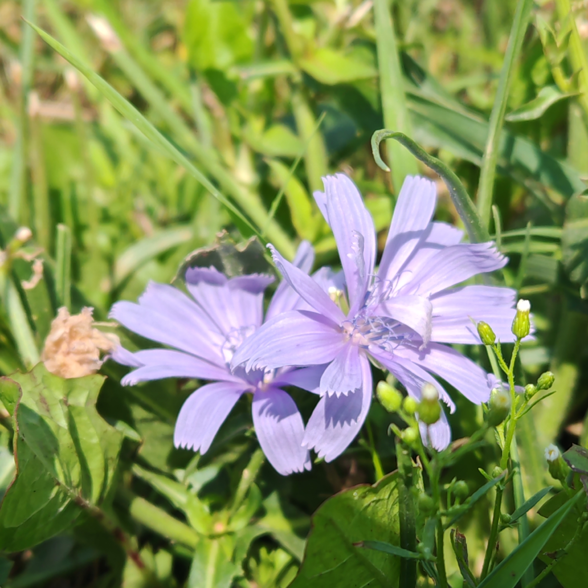 Two light purple flowers with serrated petals are in focus in the foreground of this image. They are surrounded by green foliage and grass. The flowers are positioned to the left and center of the frame. There are several small green buds and a few dry, brown leaves scattered amongst the greenery. The background is blurred, suggesting a shallow depth of field. The image appears to be taken outdoors in natural light. No people are present in the image. This image was taken in Kurgan, Russia.