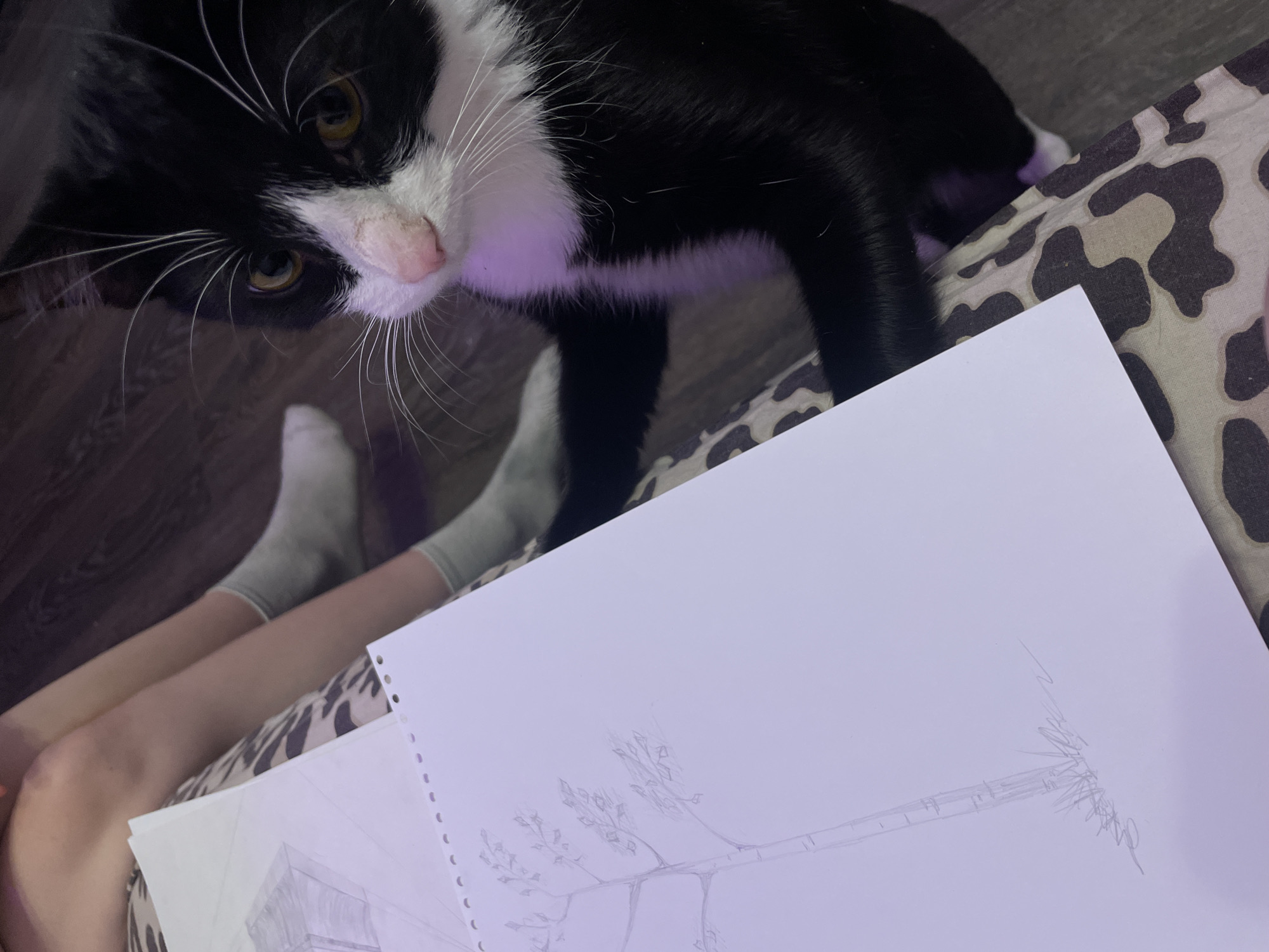 The image shows a black and white cat sitting on a leopard-print surface next to a person's legs, who is wearing grey socks and is drawing on a piece of paper. The drawing on the paper appears to be a tree. The environment is indoors, with a wooden floor visible in the background. There is no indication of the location being in the city of Zmeinyi, Russia.