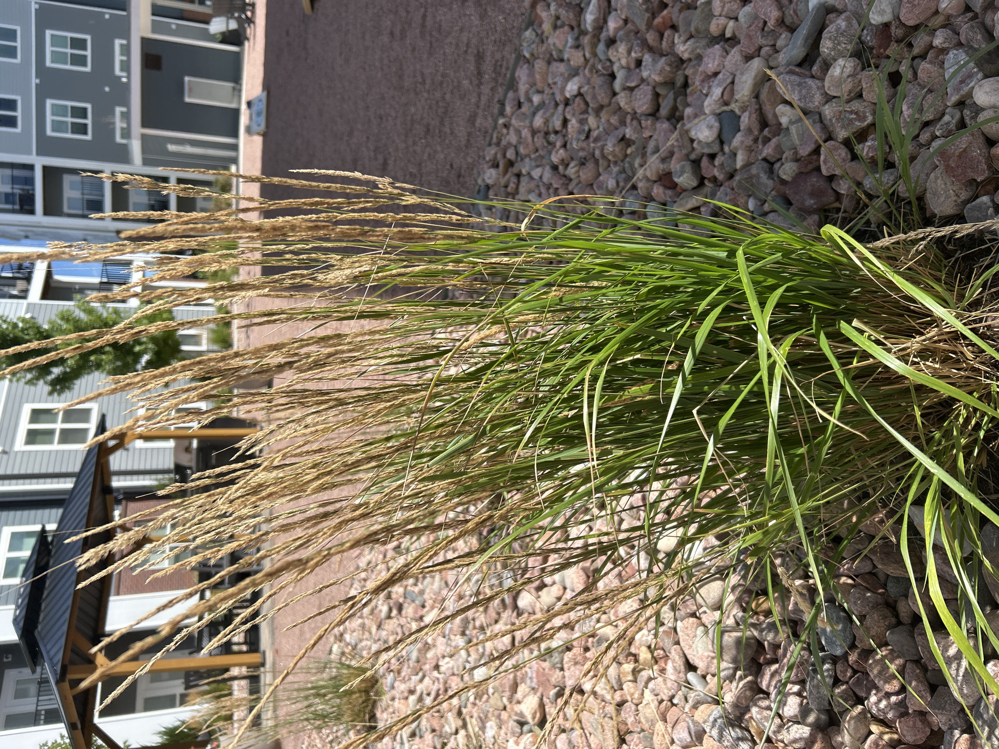 A clump of tall, dry grass with green blades at the base stands in the foreground of the image, surrounded by pinkish gravel. In the background, a modern apartment building with gray and white siding and dark balconies is visible. A dark gray gazebo with a metal roof is situated to the left of the building. A cornhole board is placed on the gravel in the middle ground. The scene appears to be an outdoor common area of a residential complex in Colorado Springs, Colorado, USA.