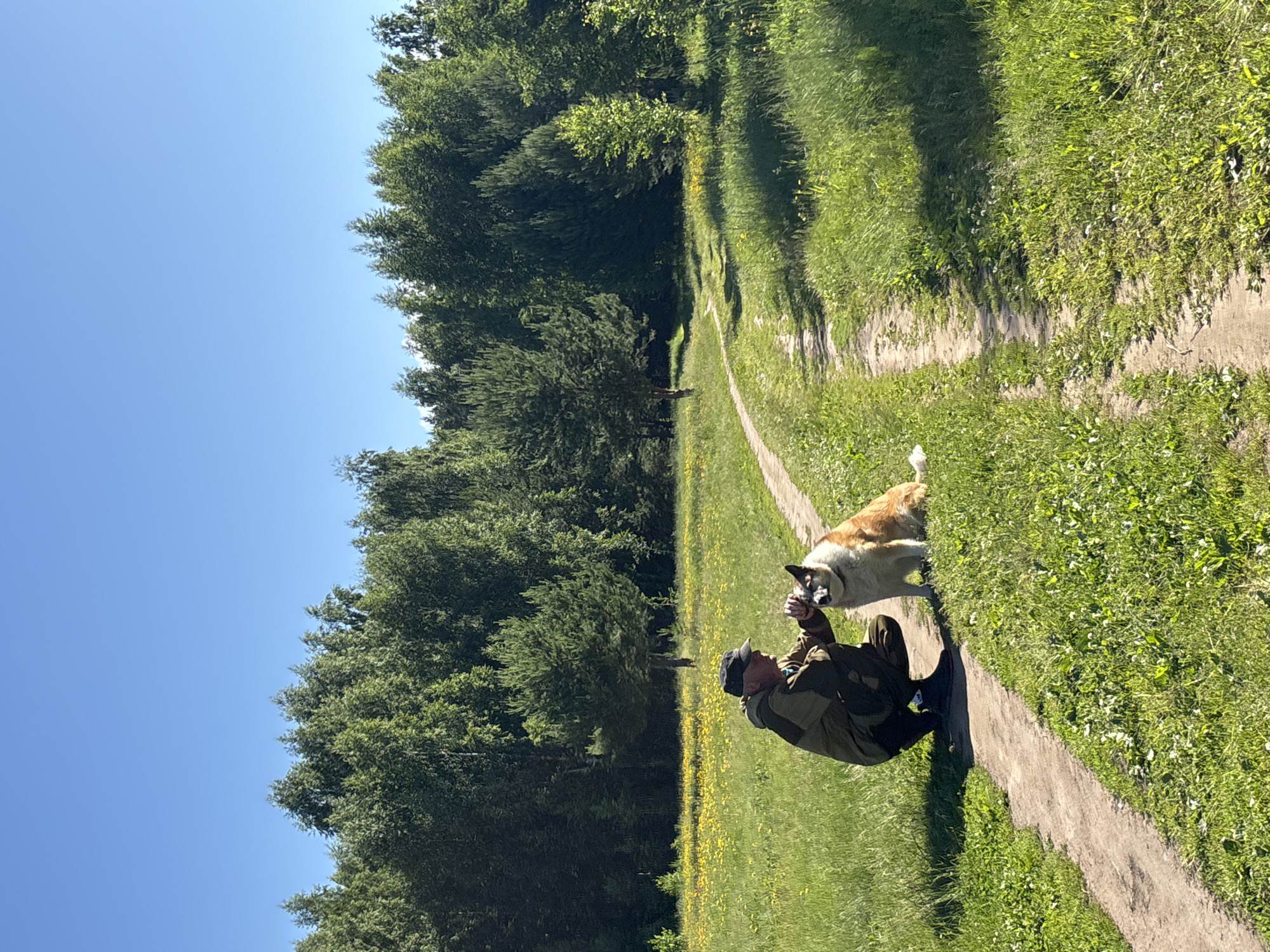 An elderly man wearing a camouflage jacket and a cap is crouching beside a dirt path in a grassy field. He is gently petting a medium-sized dog with brown and white fur that is sitting next to him. The field is dotted with yellow wildflowers and surrounded by a dense forest of green trees under a clear blue sky. The scene appears to be in a rural area, possibly on the outskirts of Chaikovsky, Russia, given the prevalence of forests and open fields typical of the region.