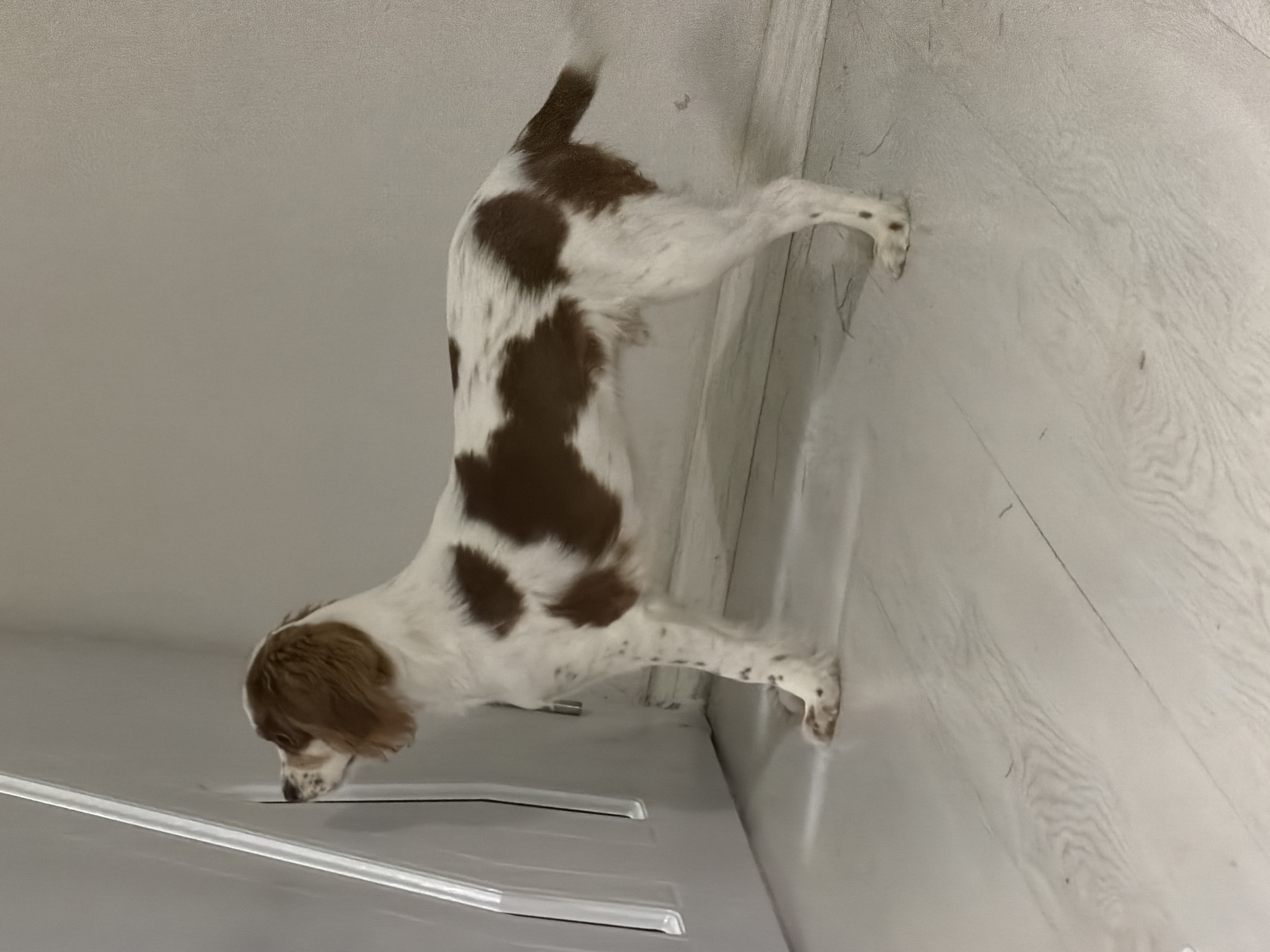 A brown and white parti-colored dog is captured in an indoor setting. The image is rotated 90 degrees clockwise; when viewed with the correct orientation, the dog is standing on a light-colored floor with subtle wood-grain patterns. The dog, which resembles a Spaniel breed with long, floppy brown ears, has a white coat adorned with irregular brown patches on its body, head, and tail. Its white legs show some faint speckling.
The dog's head is lowered, and its nose is close to the floor, indicating it is sniffing or investigating something intently. In the immediate foreground, near the dog's snout, there is a visible linear, reflective strip, possibly a metallic floor trim or part of a low-lying object. The background consists of a plain, light-colored wall. The lighting appears even and bright, suggesting a well-lit interior. No text is visible in the image. The dog's posture conveys a sense of focused curiosity.